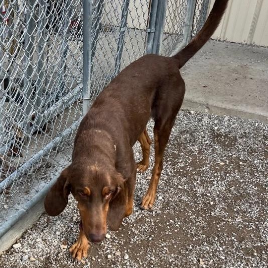Enlarge Jethro, a Adoptable Bloodhound in Troy, MO image 3/4