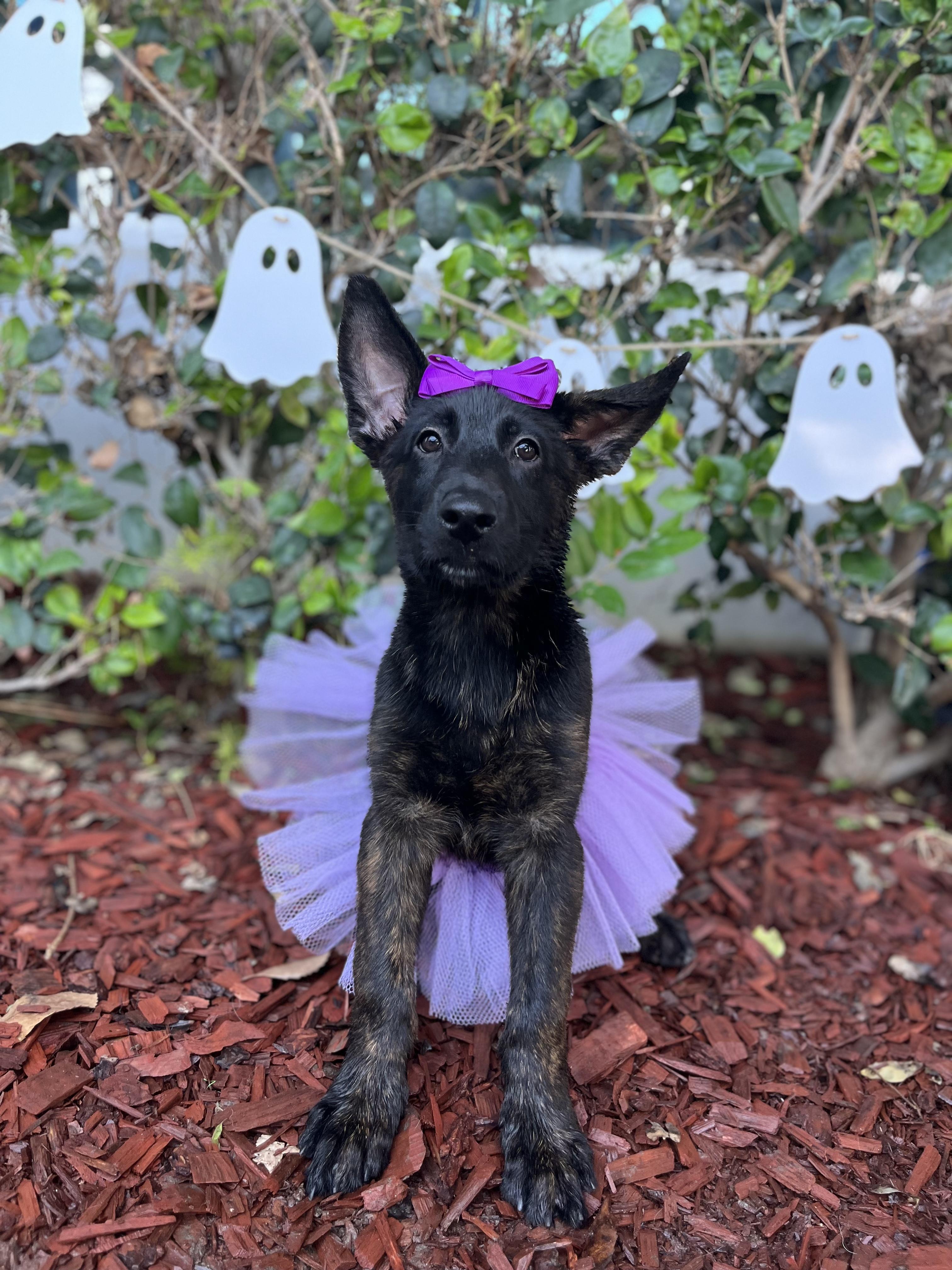 Enlarge Iris, a Adoptable Dutch Shepherd in South El Monte, CA image 5/6