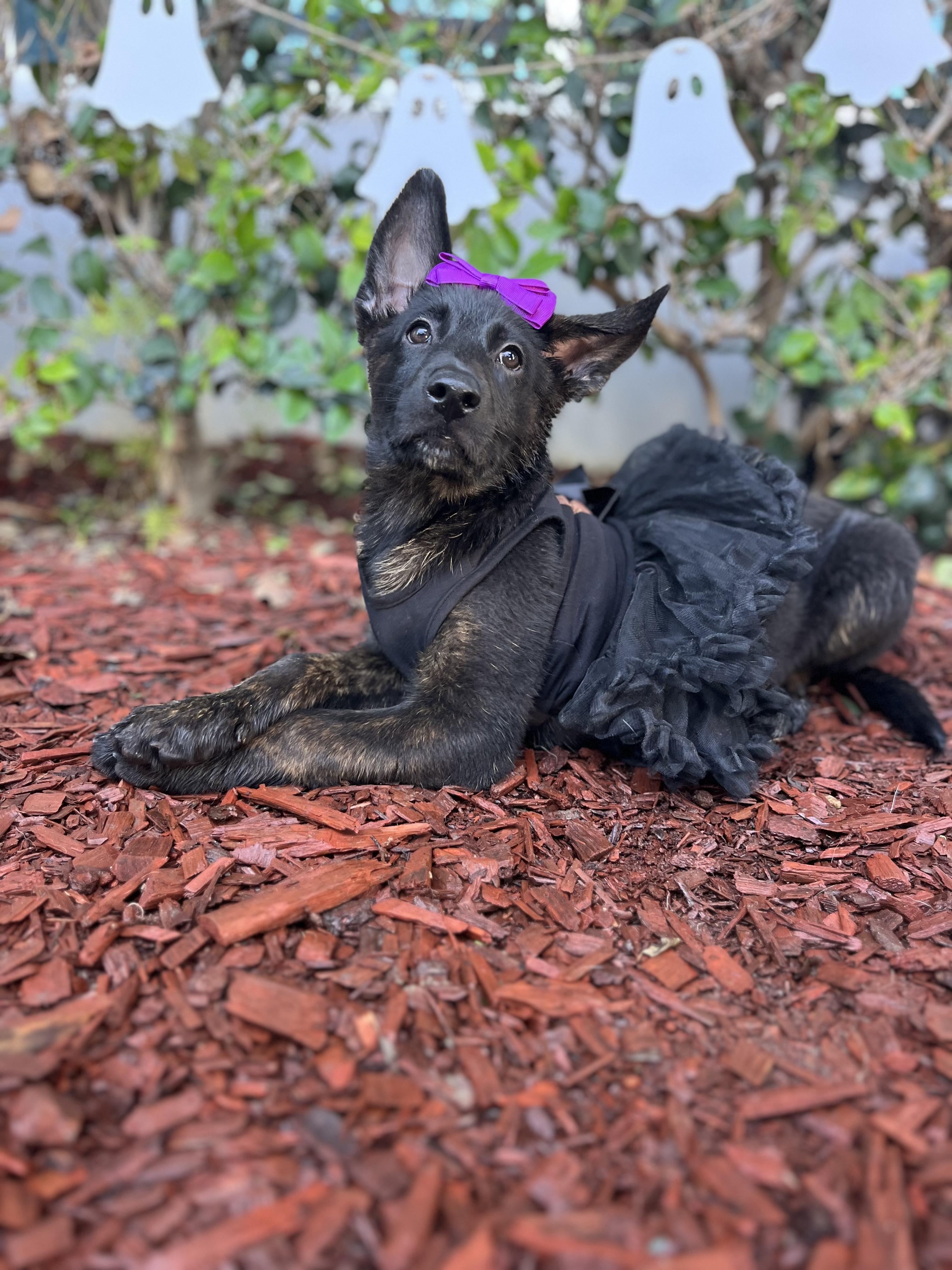 Enlarge Iris, a Adoptable Dutch Shepherd in South El Monte, CA image 2/6