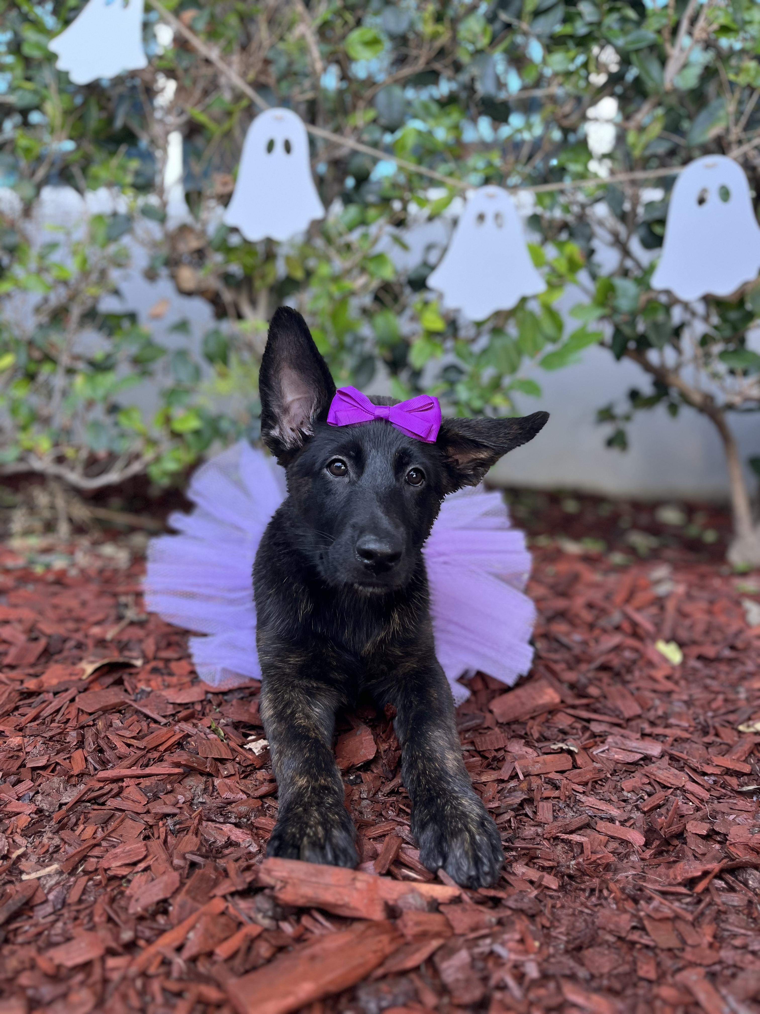 Enlarge Iris, a Adoptable Dutch Shepherd in South El Monte, CA image 6/6