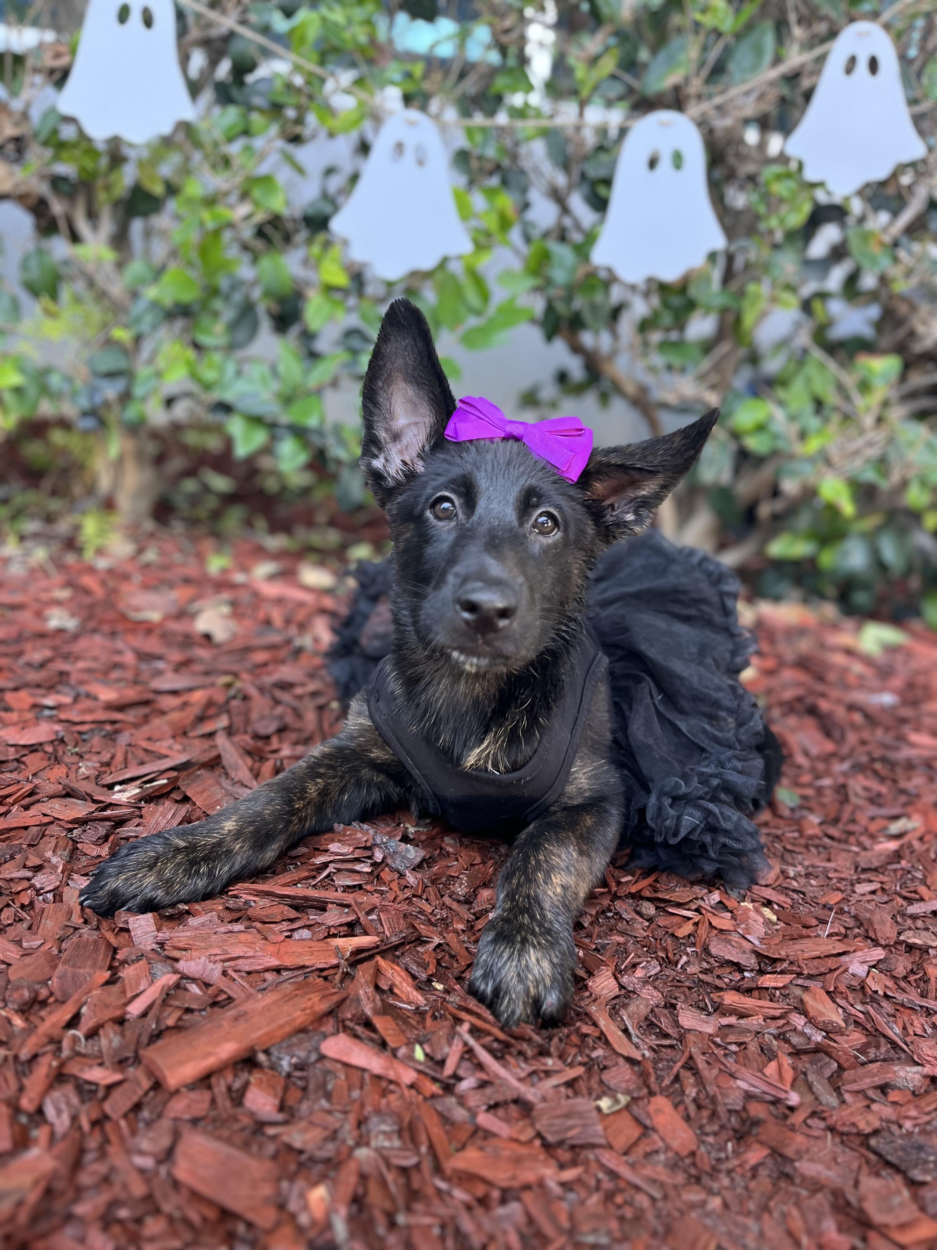 Enlarge Iris, a Adoptable Dutch Shepherd in South El Monte, CA image 3/6
