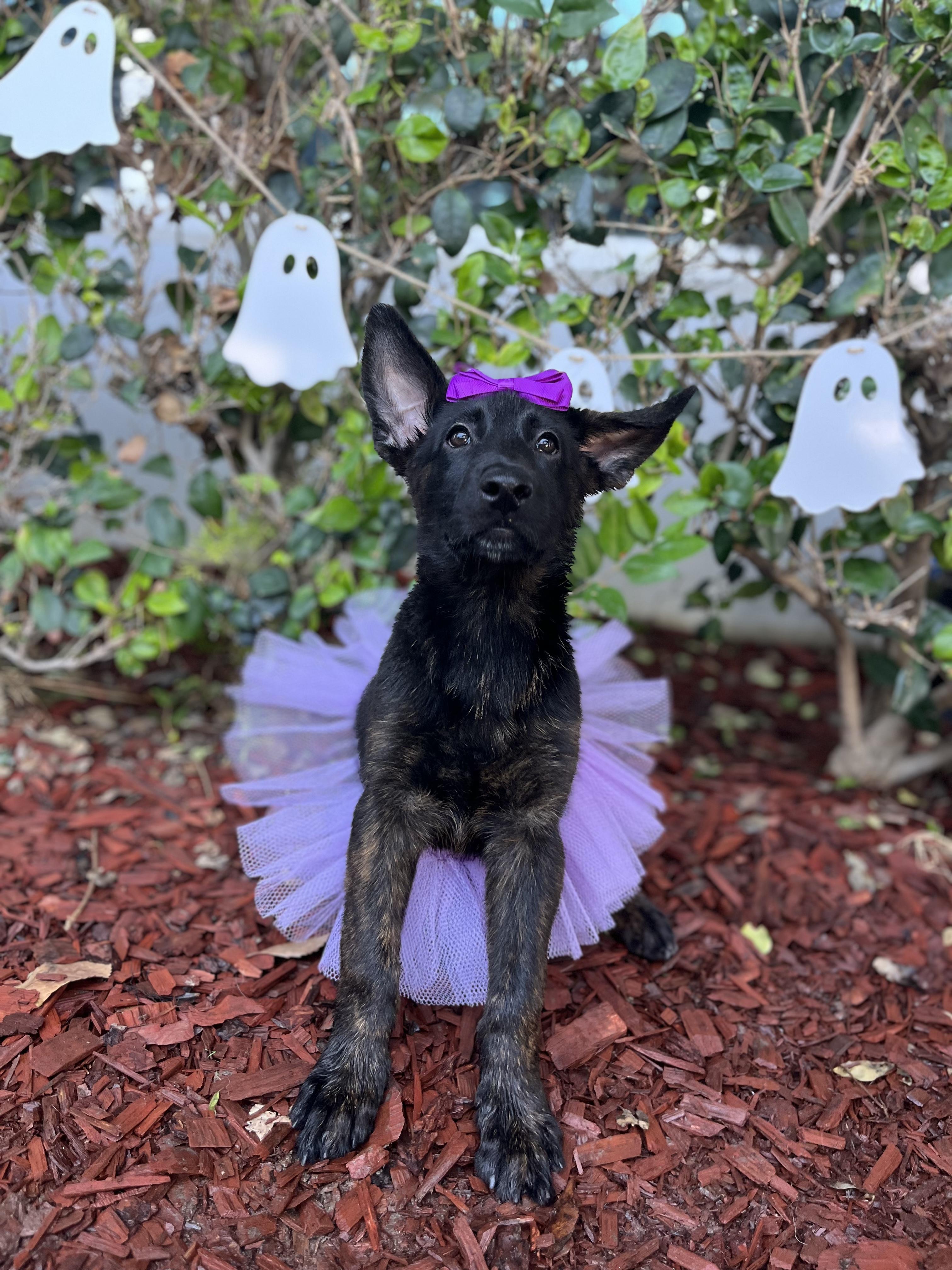 Iris, ADOPTABLE, Puppy • Female, Dutch Shepherd.