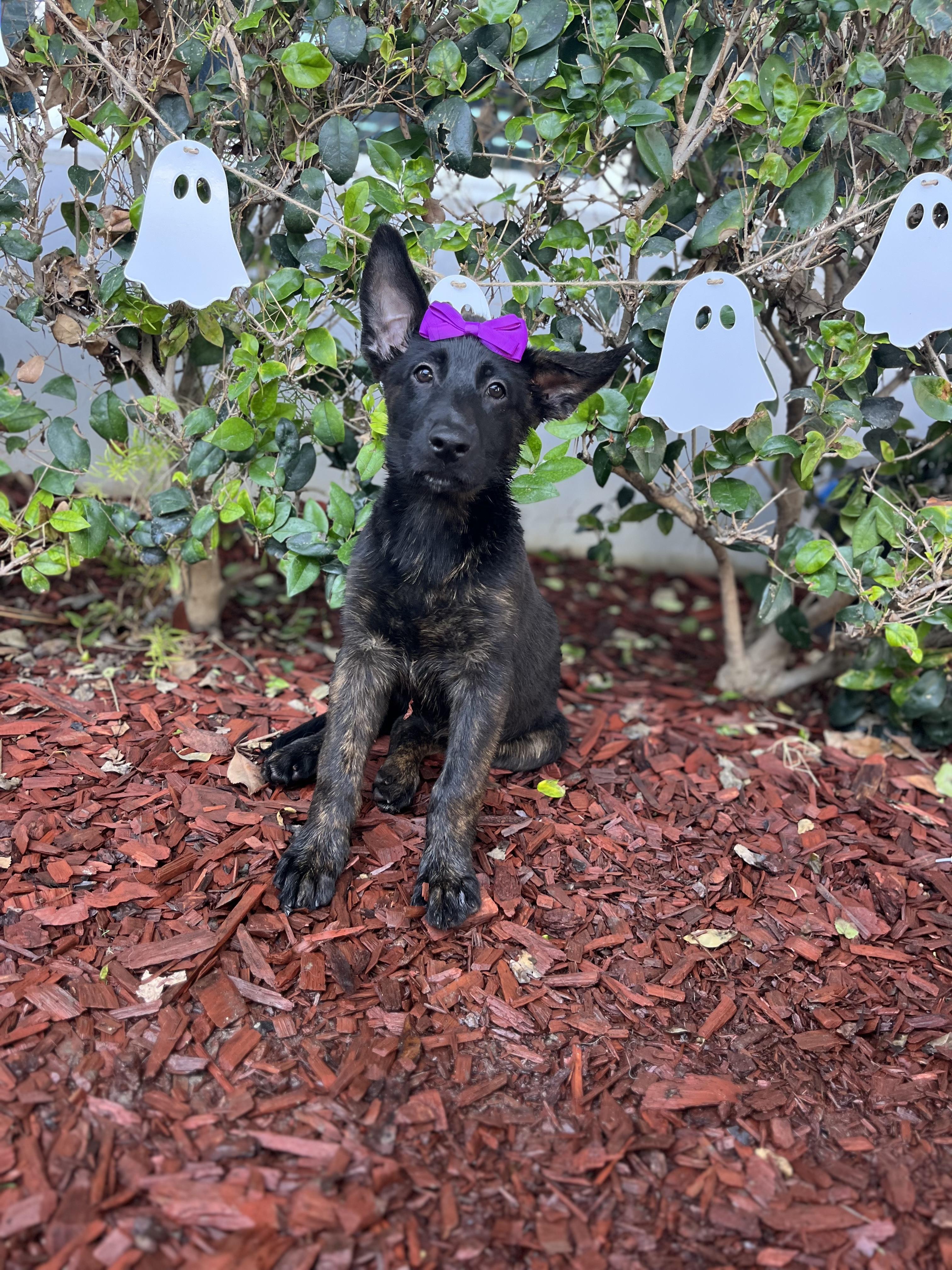 Enlarge Iris, a Adoptable Dutch Shepherd in South El Monte, CA image 4/6