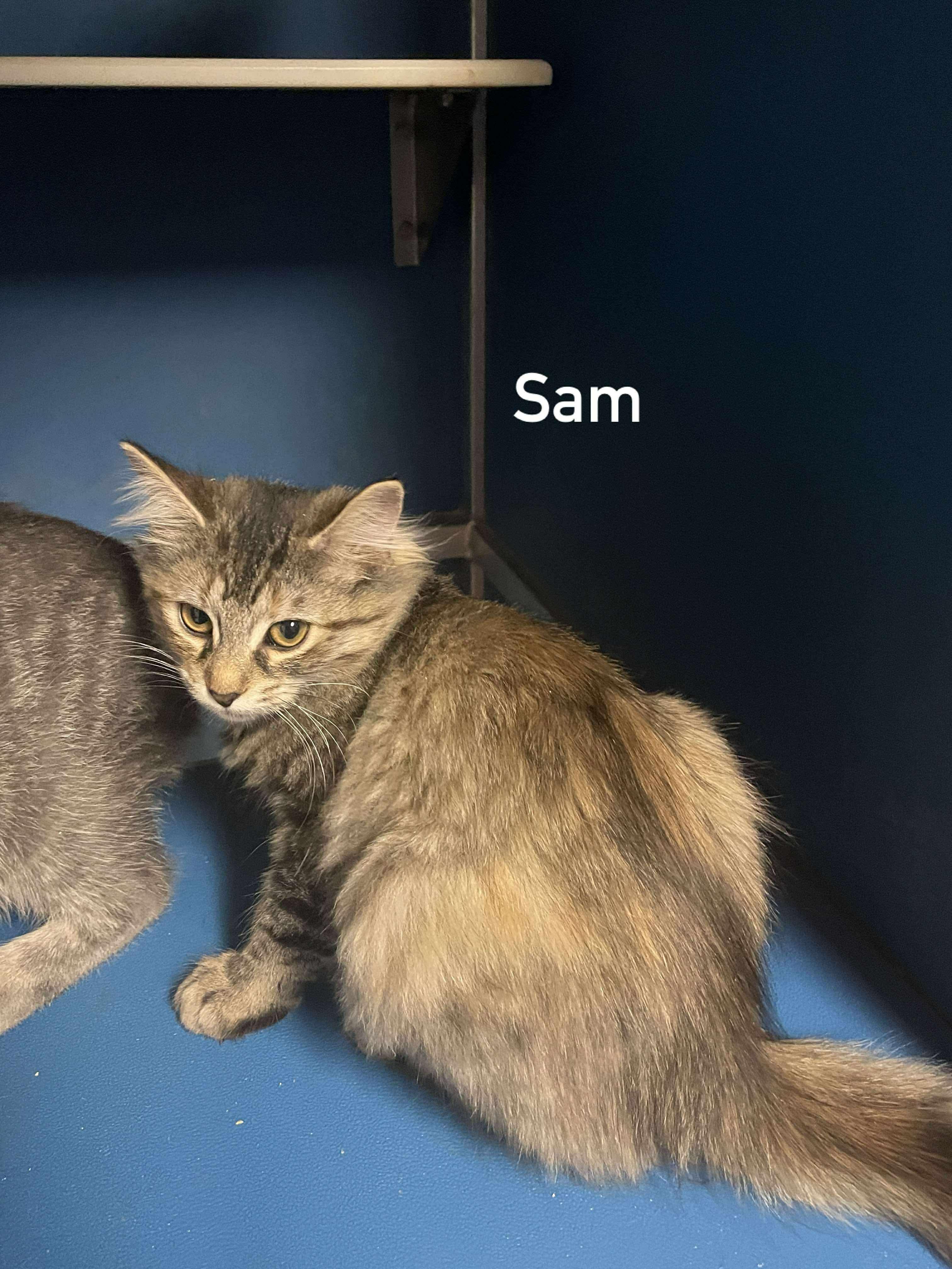 Enlarge Sam, an adopted Domestic Short Hair in Hoopeston, IL image 1/1