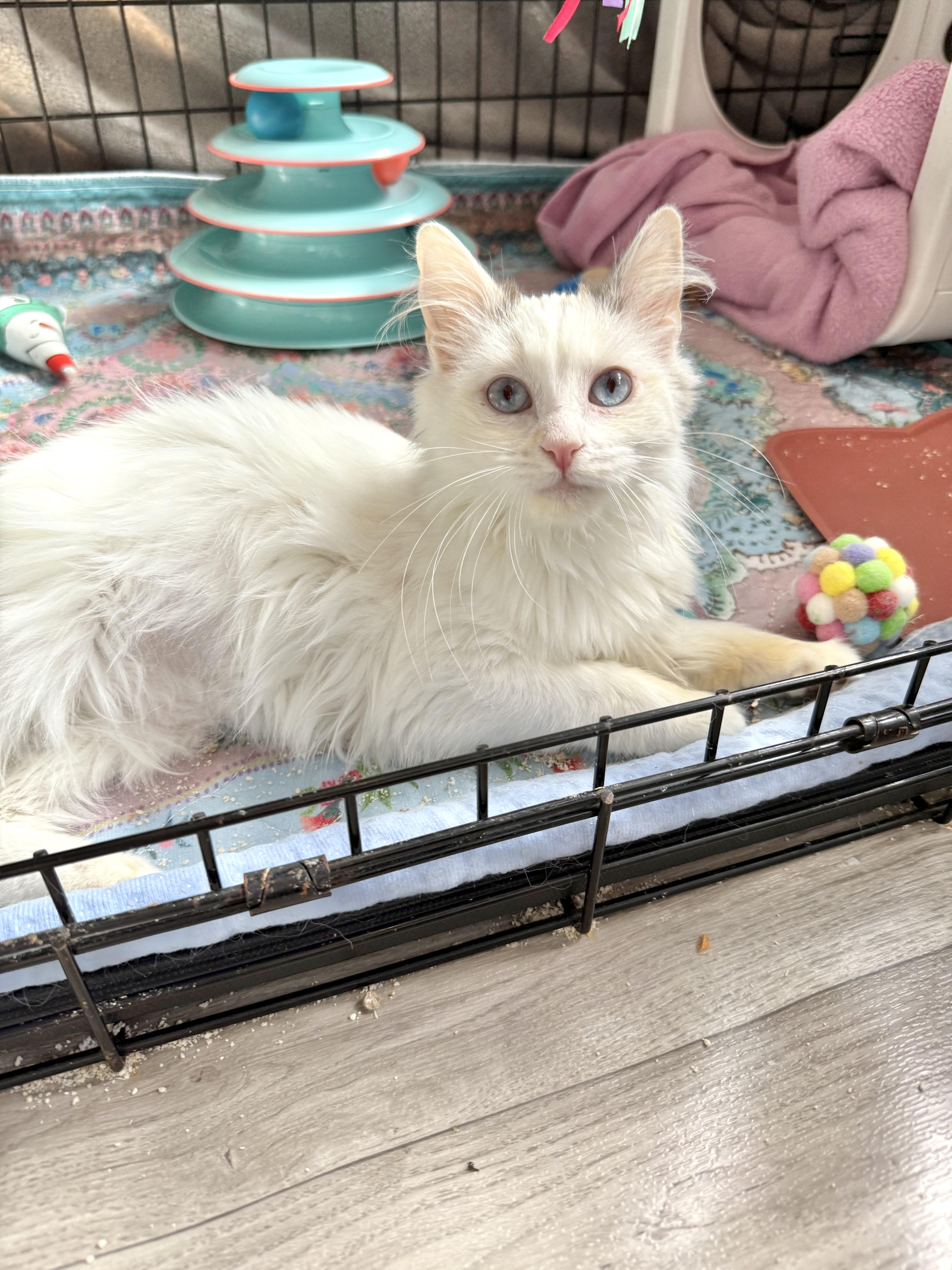 Enlarge Violet, a ADOPTABLE mixed breed in Studio City, CA image 3/6