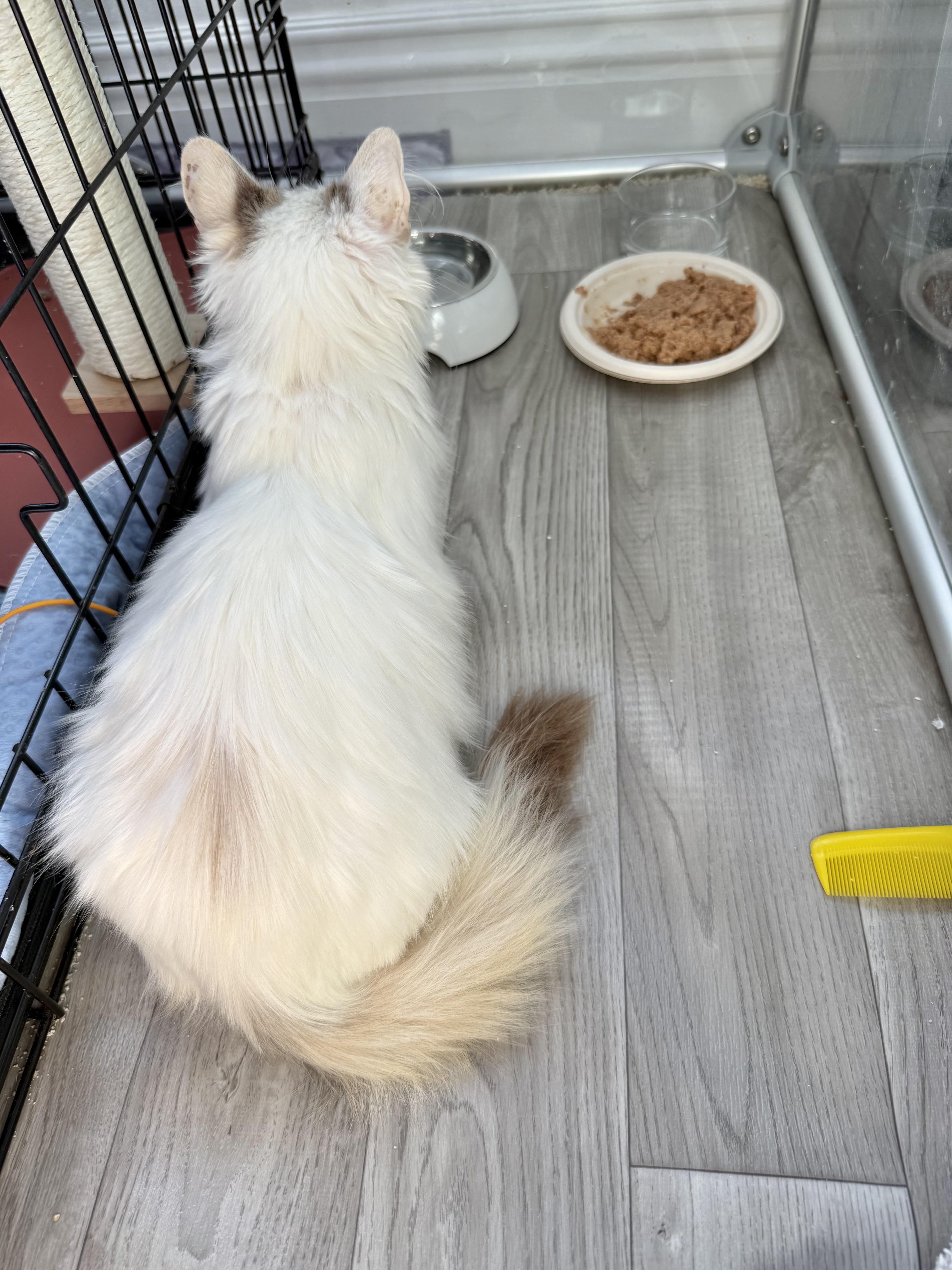 Enlarge Violet, a ADOPTABLE mixed breed in Studio City, CA image 2/6