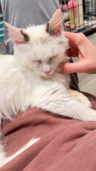 Enlarge Violet, a ADOPTABLE mixed breed in Studio City, CA video 4/6