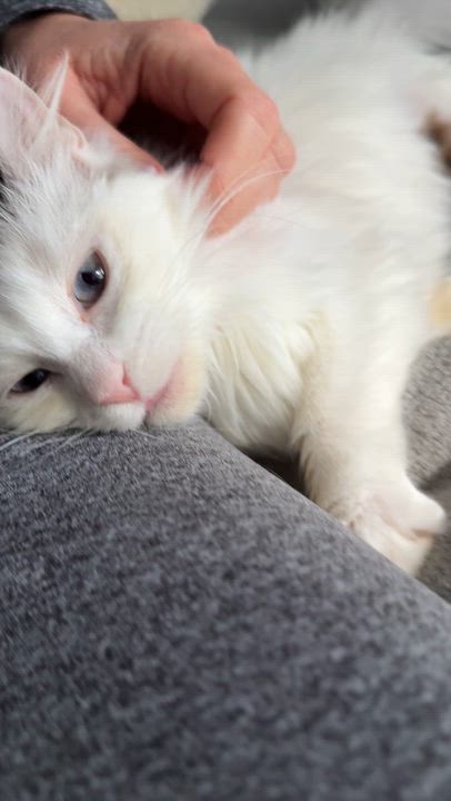 Enlarge Violet, a ADOPTABLE mixed breed in Studio City, CA video 5/6