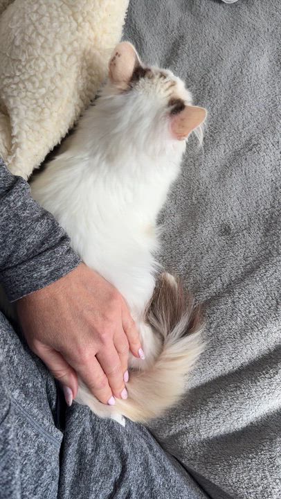 Enlarge Violet, a ADOPTABLE mixed breed in Studio City, CA video 6/6