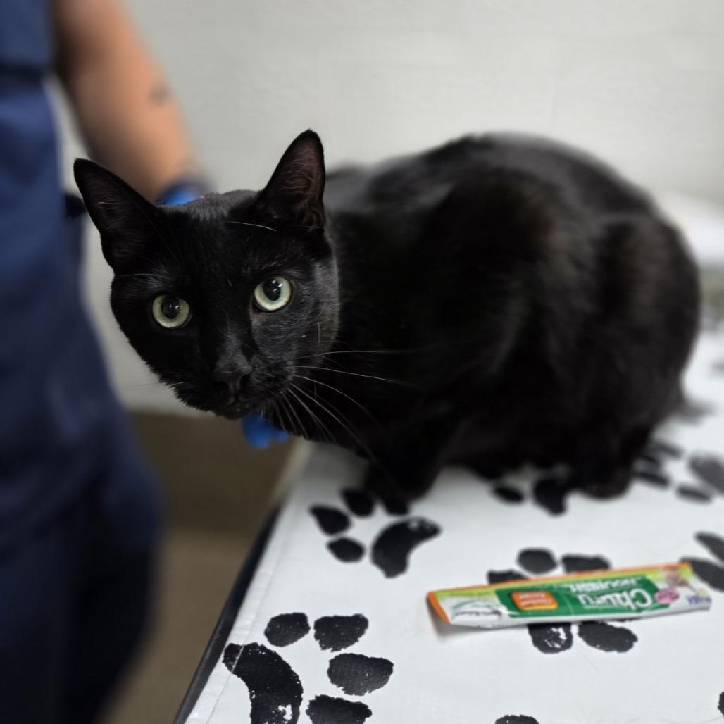 Jesse, Adoptable, Adult Male Domestic Medium Hair & Mixed Breed.