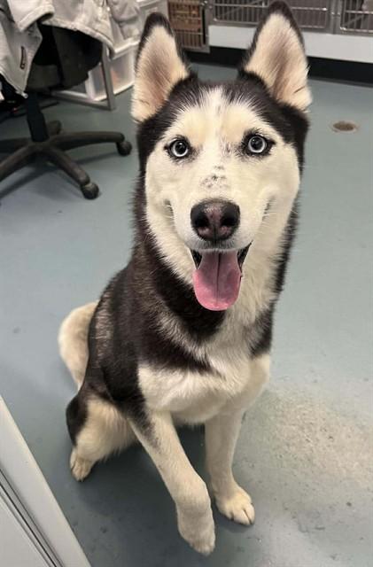 MULAN, Adoptable, Adult Female Siberian Husky.