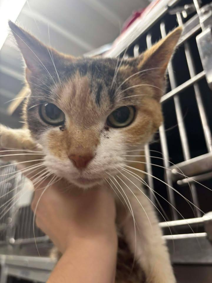 Lottie, Adoptable, Adult Female Domestic Short Hair.