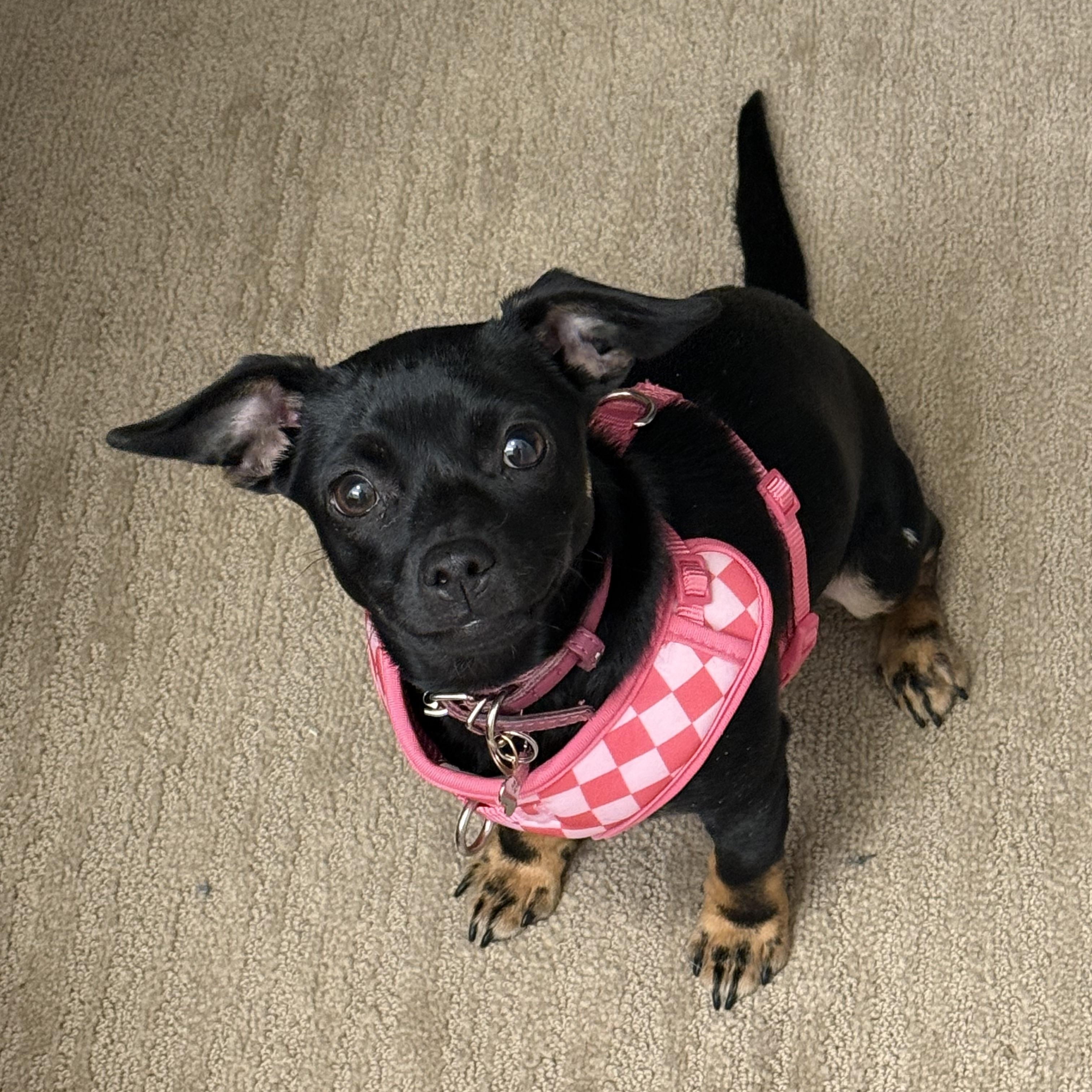 Enlarge Vel, a Adoptable mixed breed in Sandy, UT image 1/6