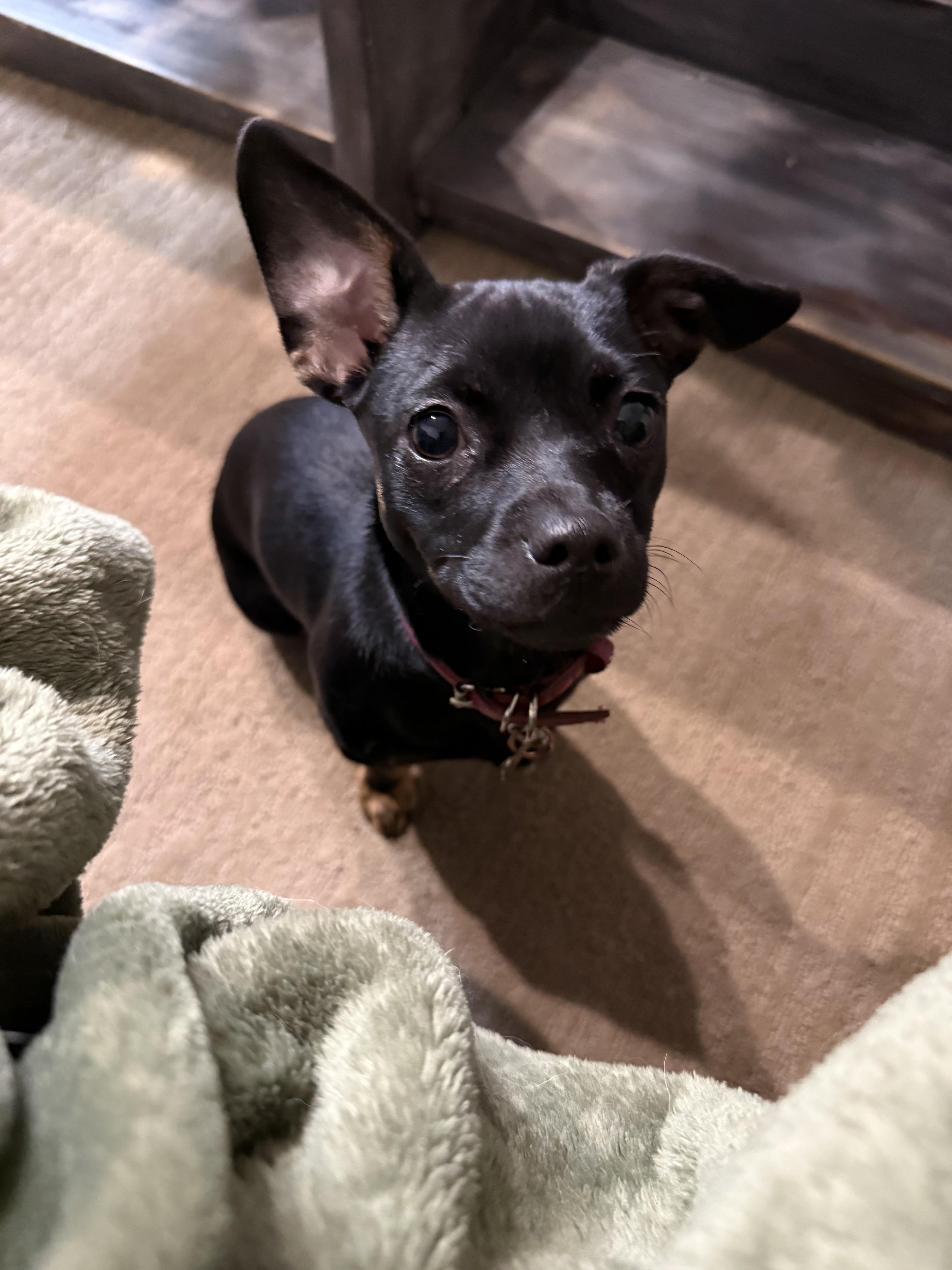 Enlarge Vel, a Adoptable mixed breed in Sandy, UT image 2/6