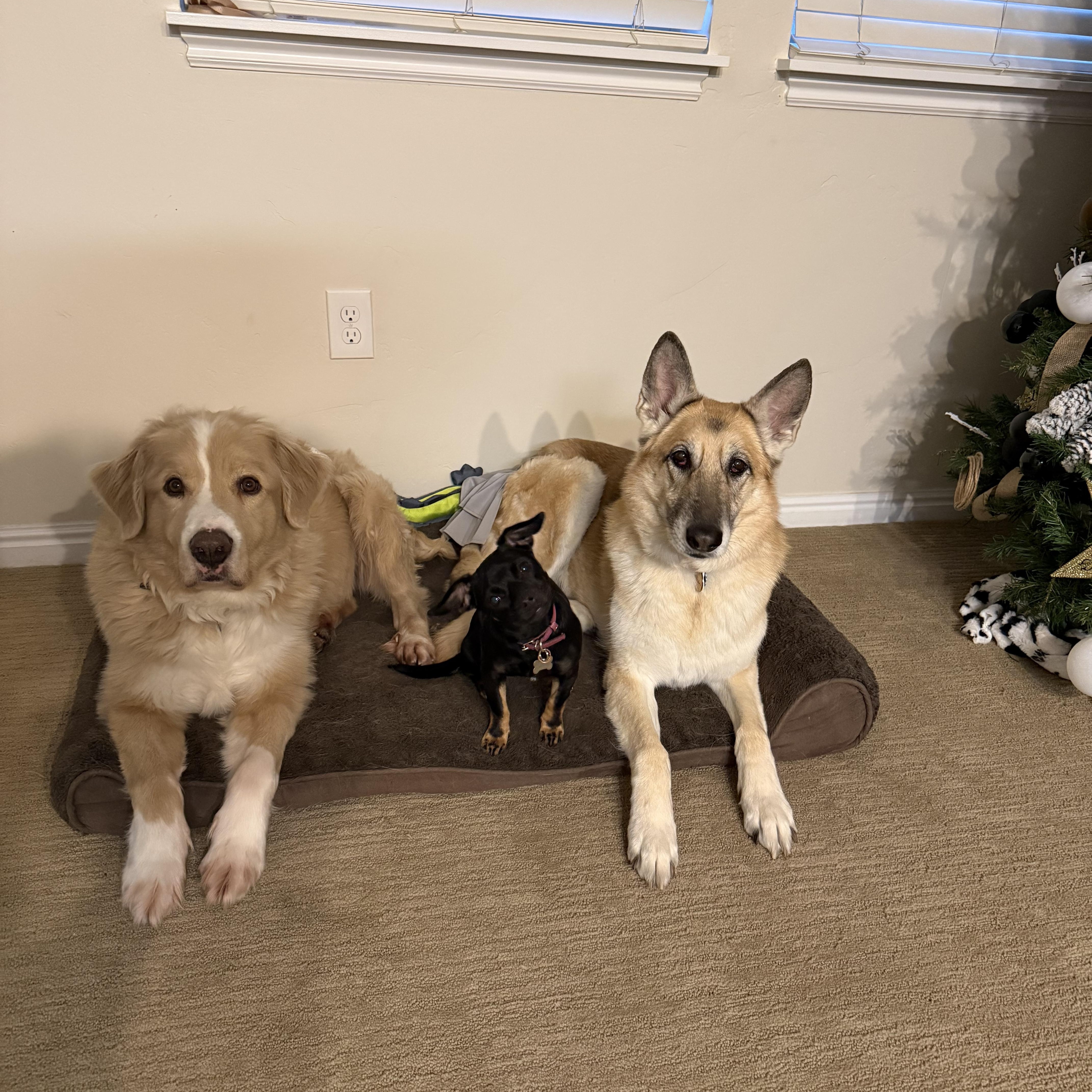 Enlarge Vel, a Adoptable mixed breed in Sandy, UT image 3/6