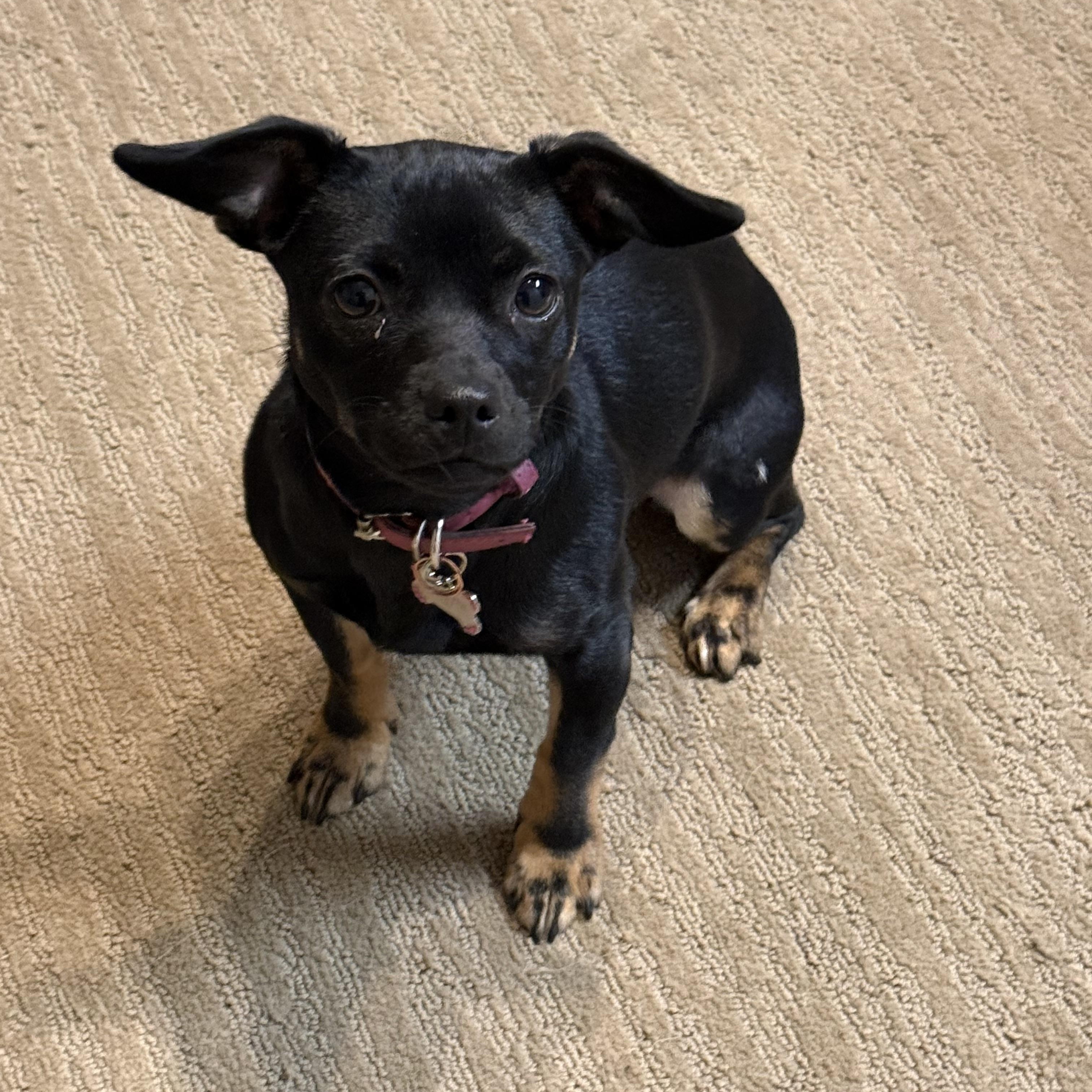 Enlarge Vel, a Adoptable mixed breed in Sandy, UT image 5/6