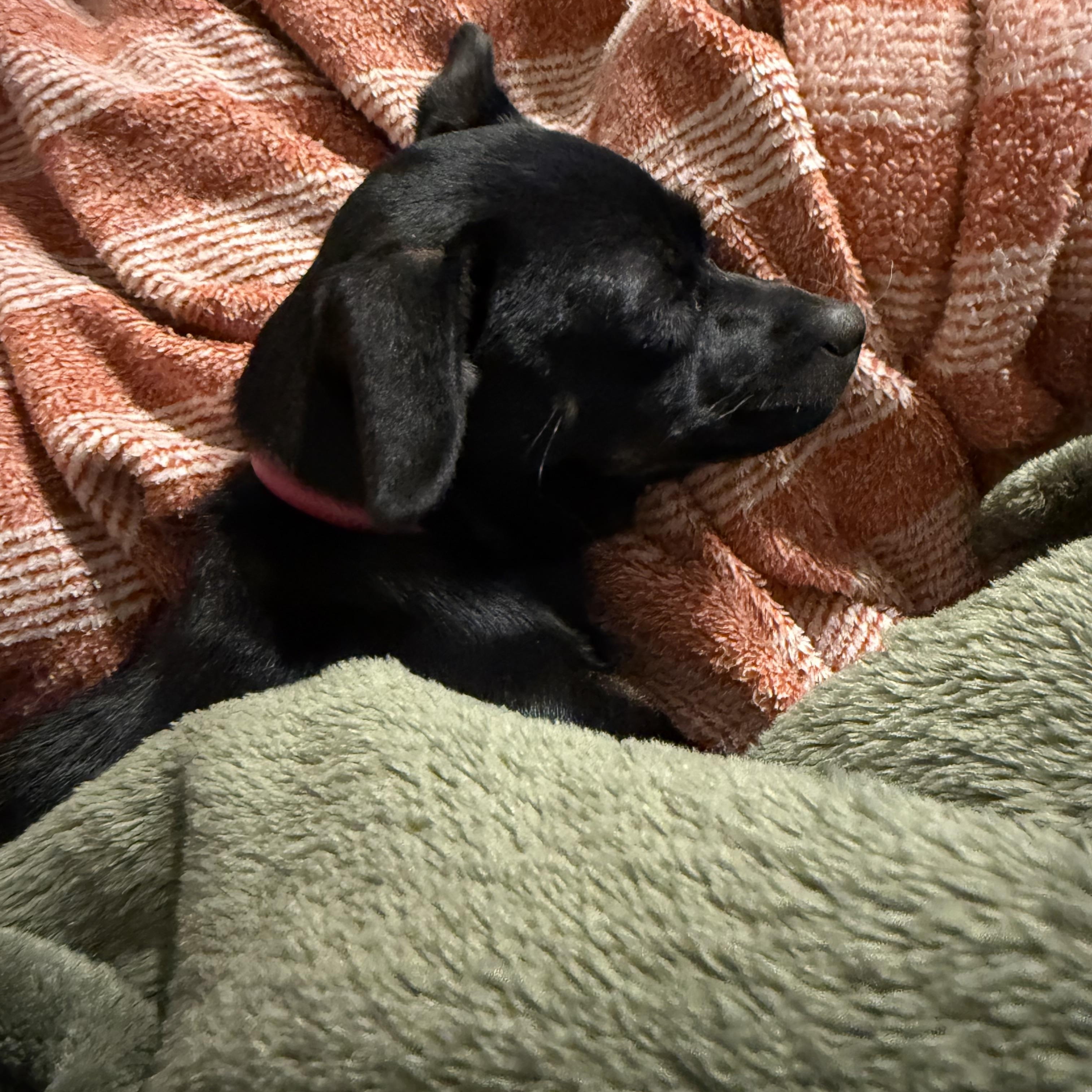 Enlarge Vel, a Adoptable mixed breed in Sandy, UT image 6/6