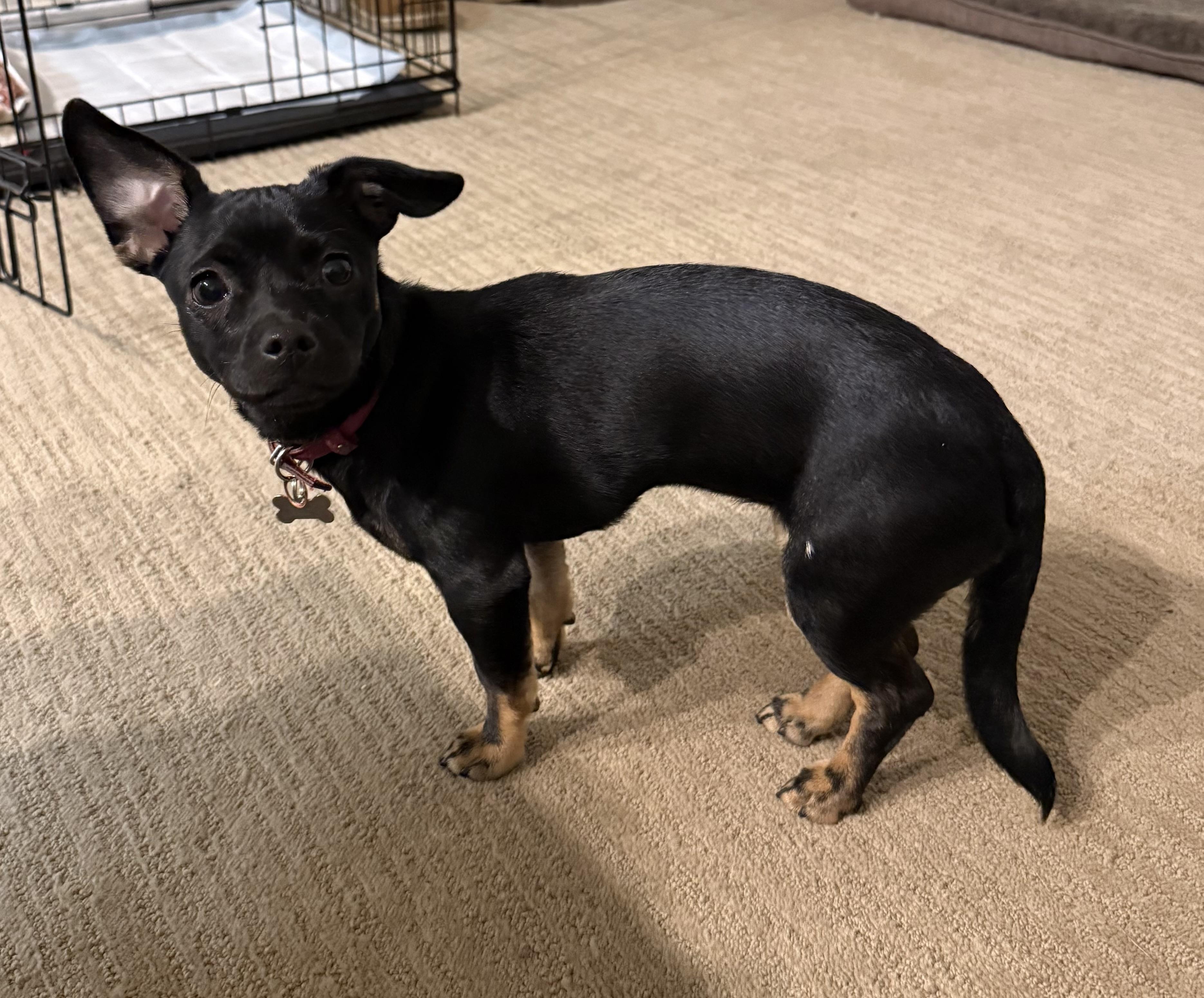 Enlarge Vel, a Adoptable mixed breed in Sandy, UT image 4/6