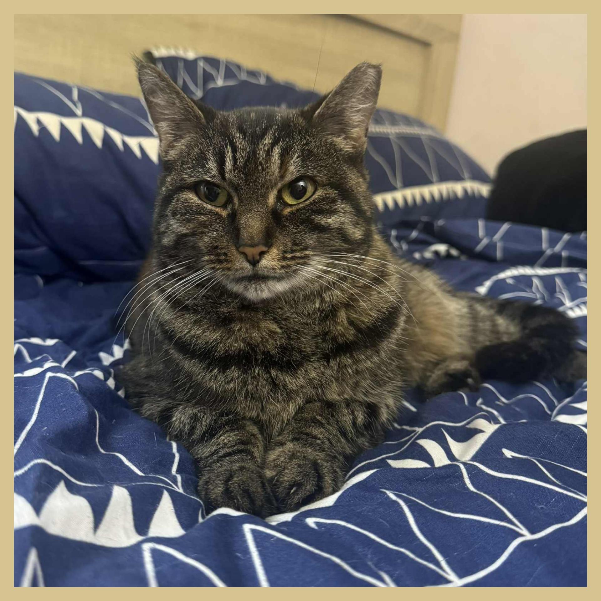 Enlarge Molly, a Adoptable Domestic Short Hair in Lansdowne, PA image 1/1