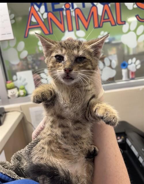Enlarge BABY RUTH, a Adoptable Domestic Short Hair in Louisville, KY image 1/1