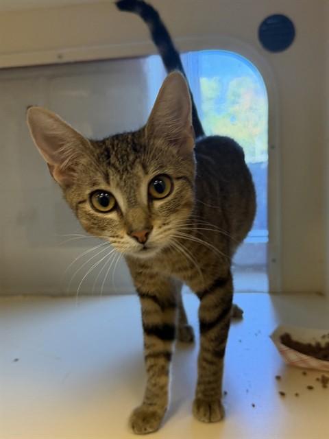 Enlarge BABY RUTH, a Adoptable Domestic Short Hair in Louisville, KY image 1/1