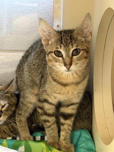 BABY RUTH, Adoptable, Kitten Female Domestic Short Hair.