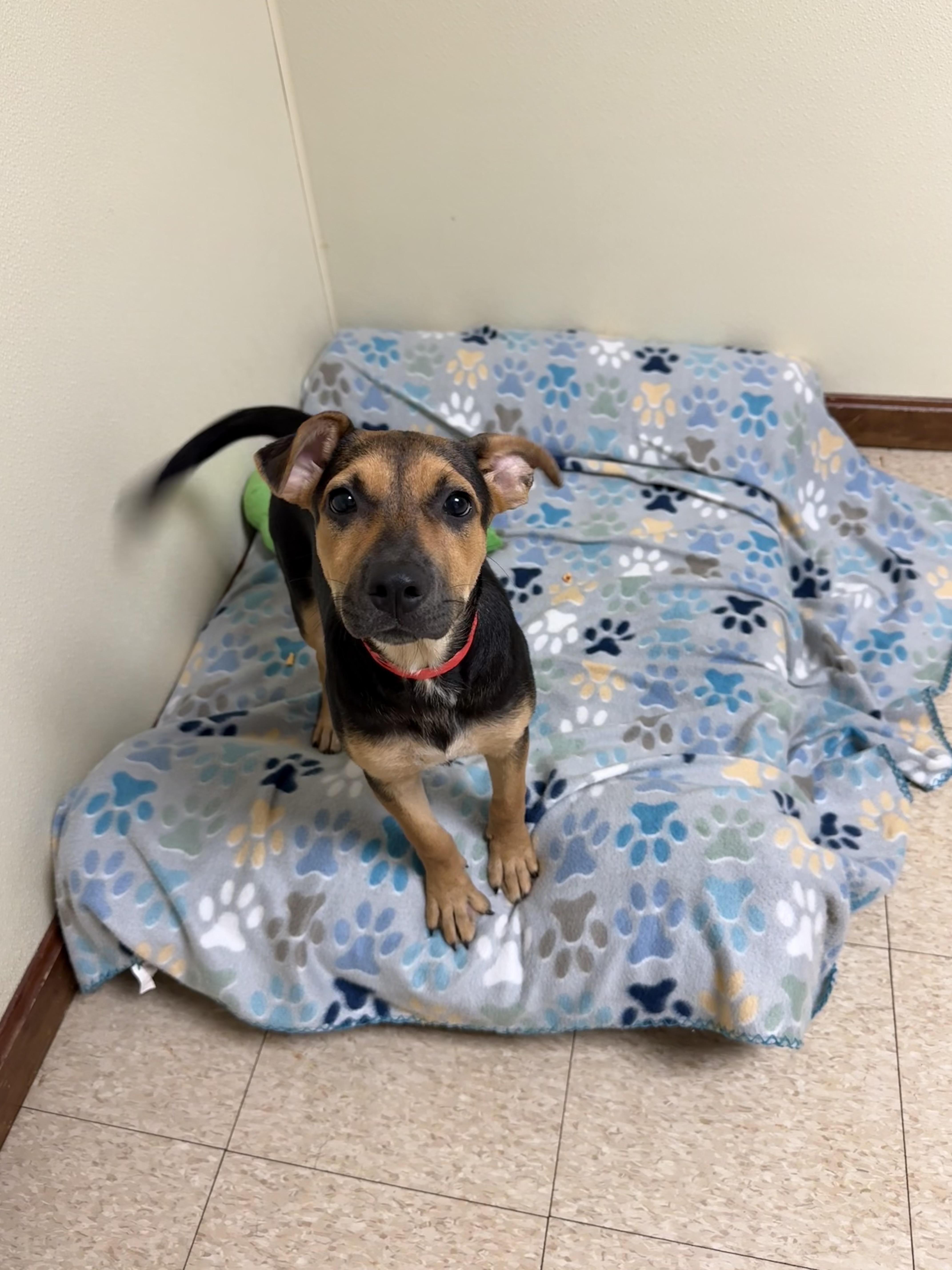 Charlotte, adopted, Puppy Female Labrador Retriever & Hound.