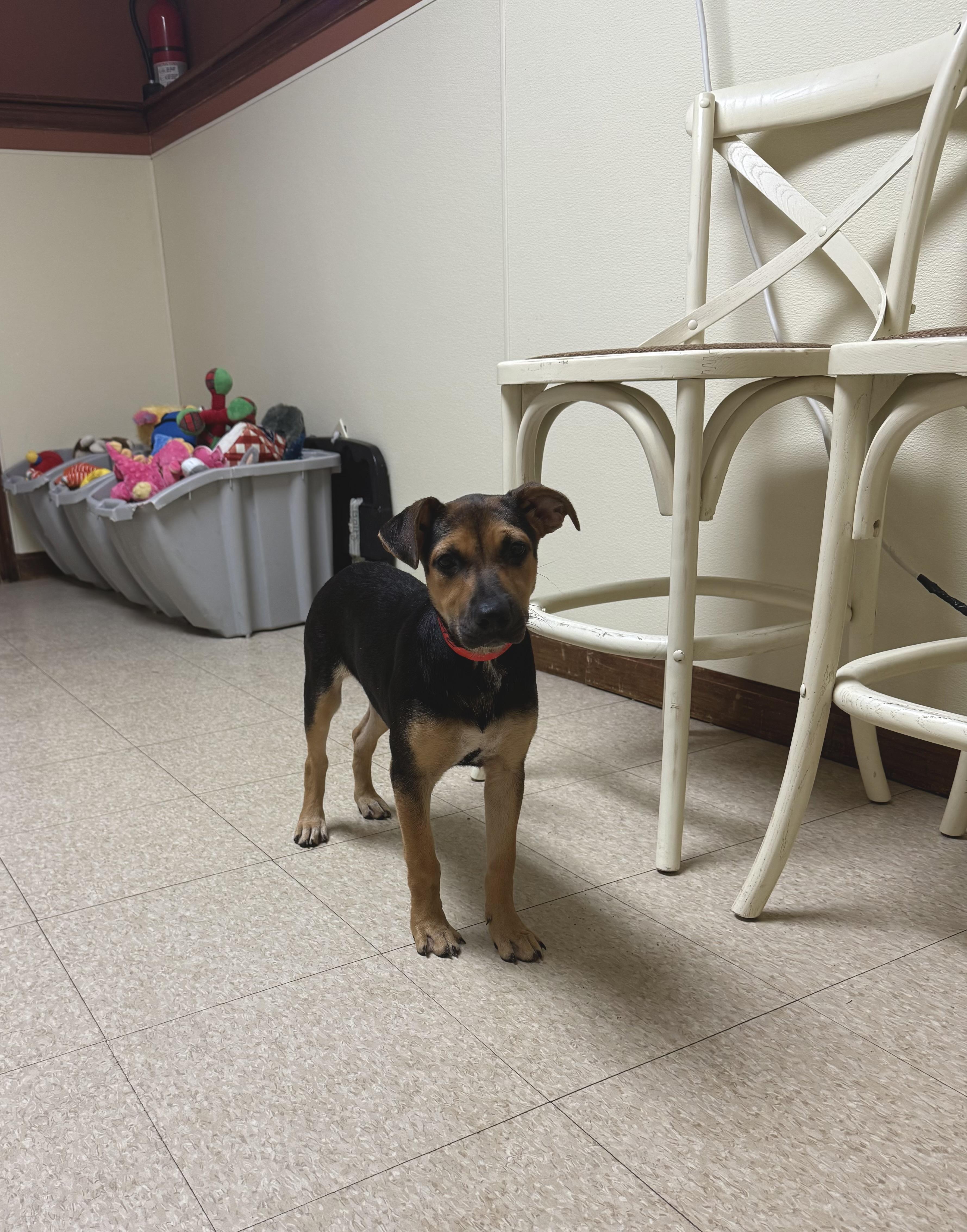 Enlarge Charlotte, an adopted mixed breed in Douglas, MA image 3/6