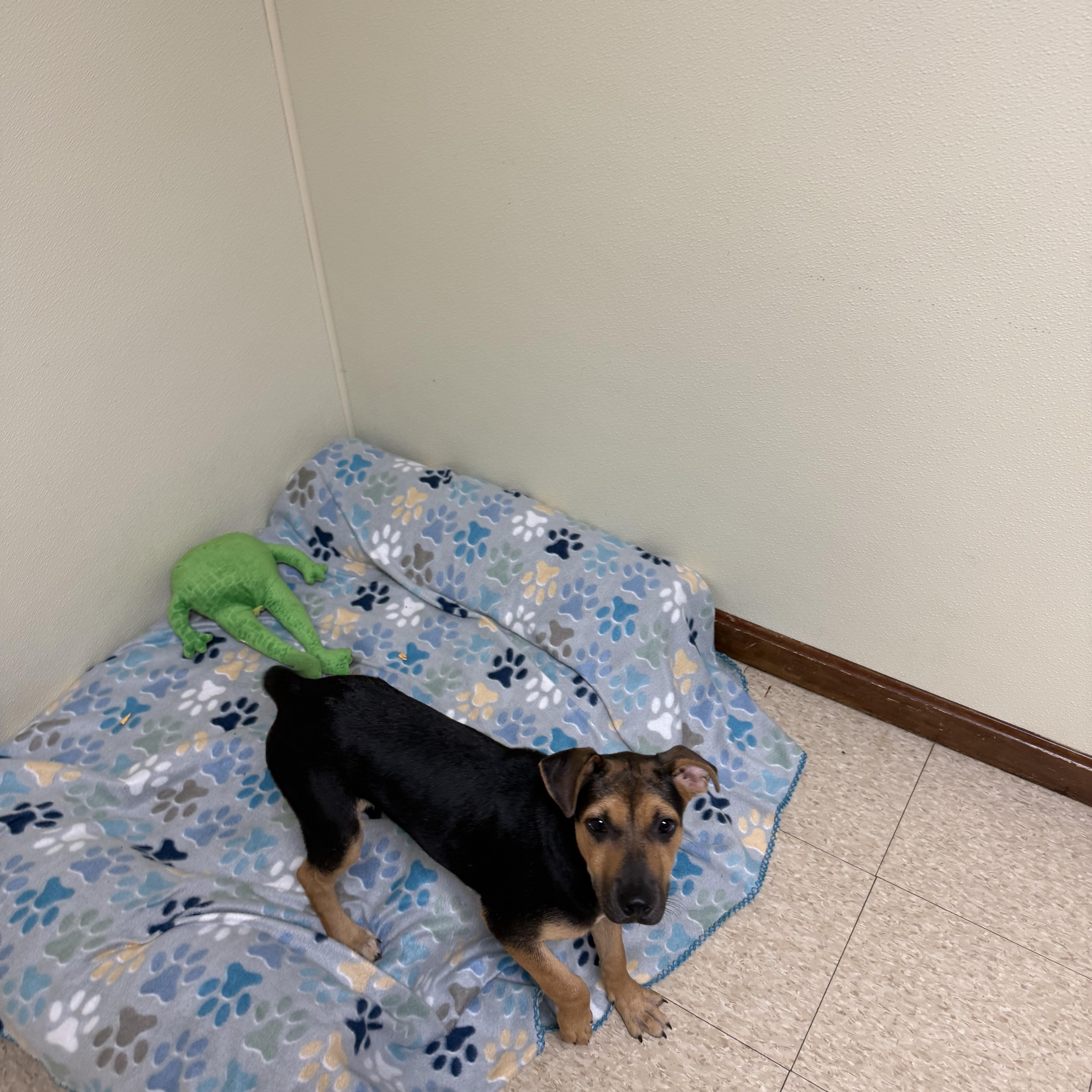 Enlarge Charlotte, an adopted mixed breed in Douglas, MA image 5/6