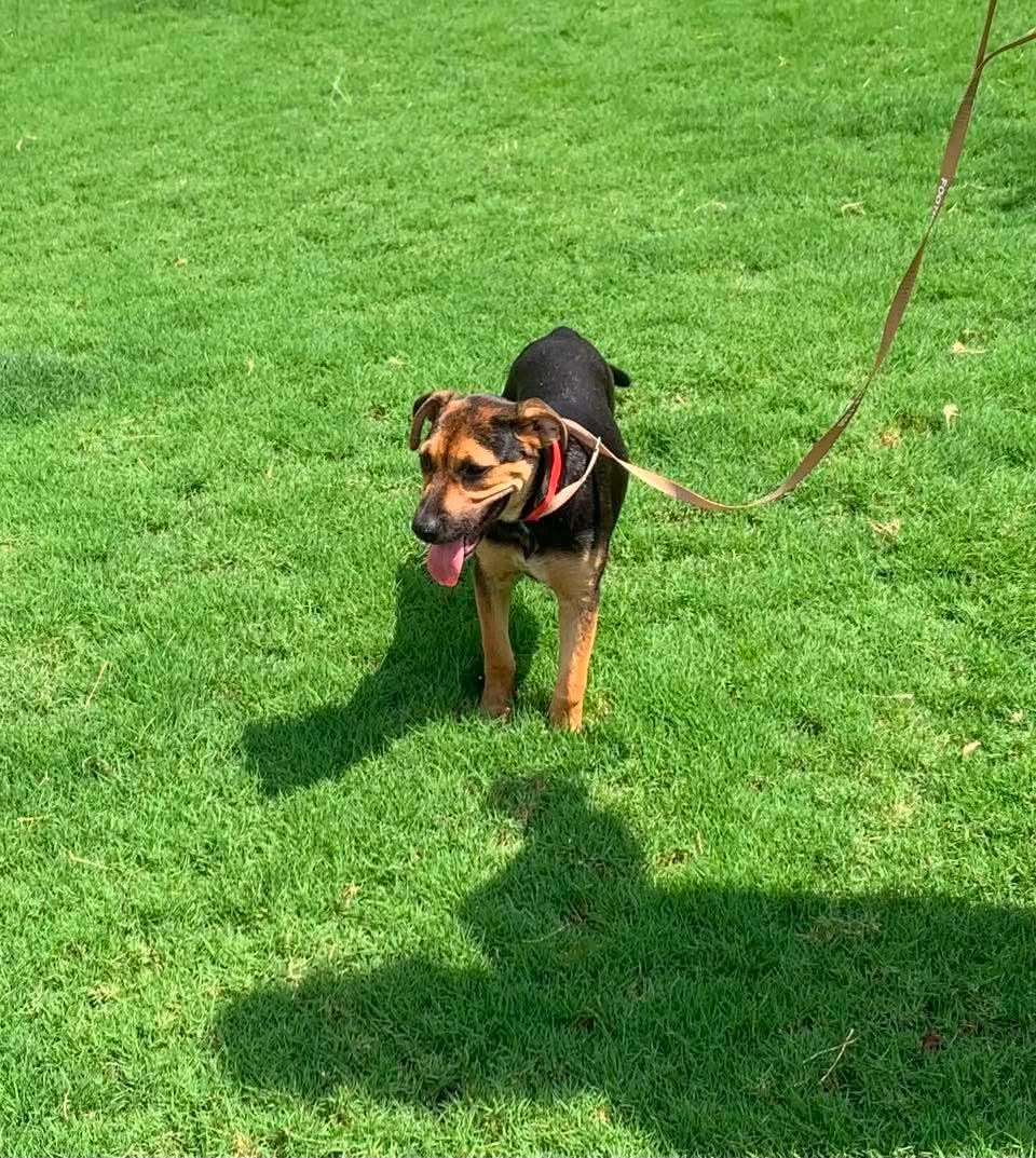 Enlarge Charlotte, an adopted mixed breed in Douglas, MA image 2/6