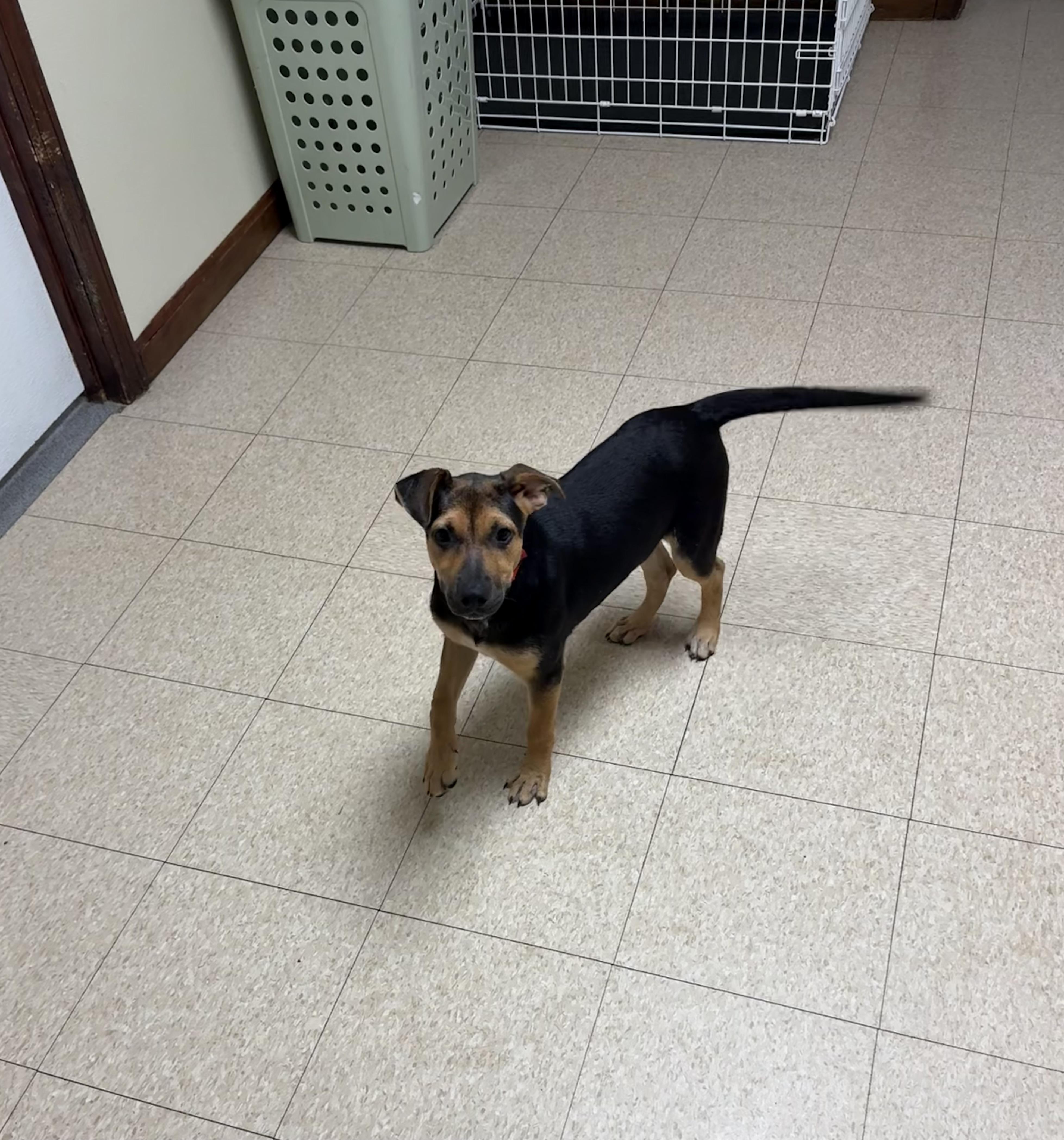 Enlarge Charlotte, an adopted mixed breed in Douglas, MA image 4/6