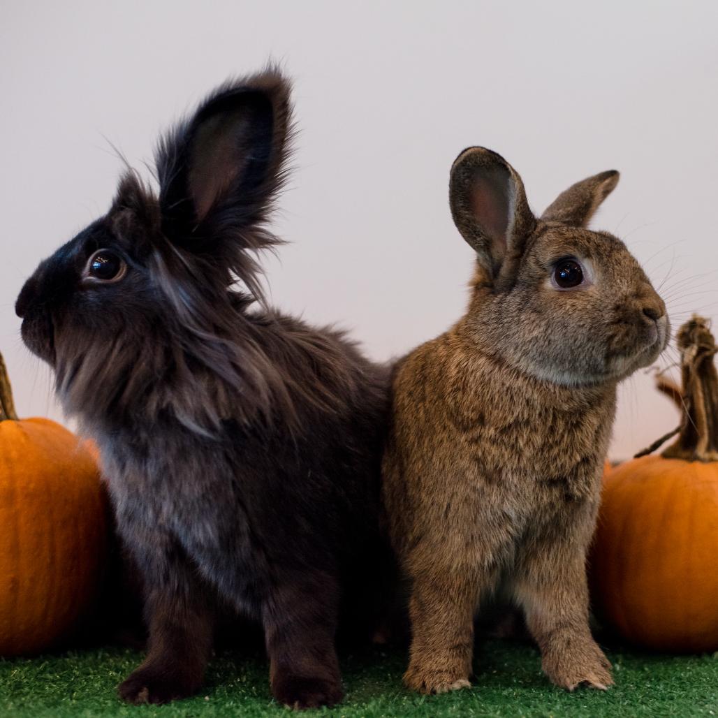 Blackberry, Adoptable, Adult Male Lionhead.