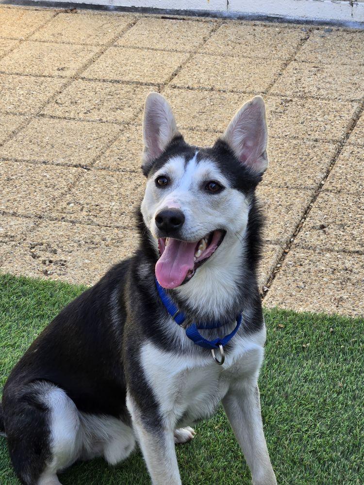 Enlarge Arturo, a Adoptable Mixed Breed in Alexandria, VA image 2/2