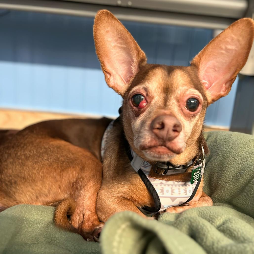 Turtle 13705, Adoptable, Senior Male Chihuahua.