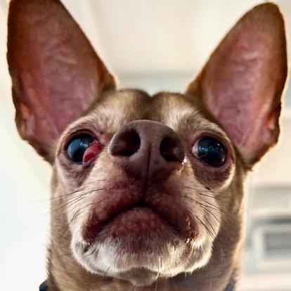 Turtle 13705, Adoptable, Senior Male Chihuahua.