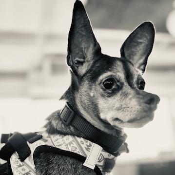 Enlarge Turtle 13705, a Adoptable Chihuahua in San Francisco, CA image 4/6