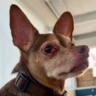 Enlarge Turtle 13705, a Adoptable Chihuahua in San Francisco, CA image 5/6