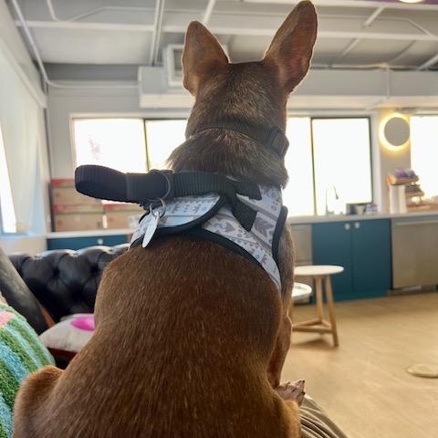 Enlarge Turtle 13705, a Adoptable Chihuahua in San Francisco, CA image 6/6