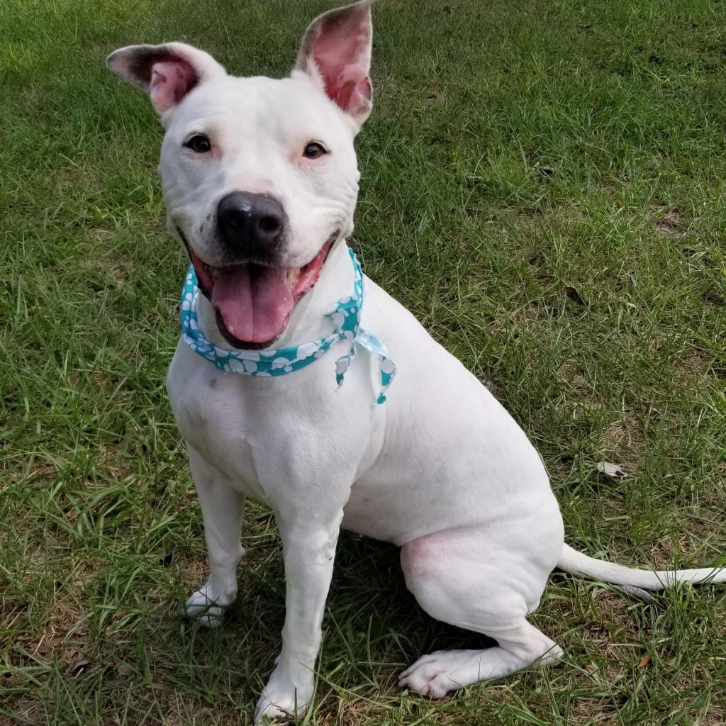 Jackie, Adoptable, Senior Female American Staffordshire Terrier.
