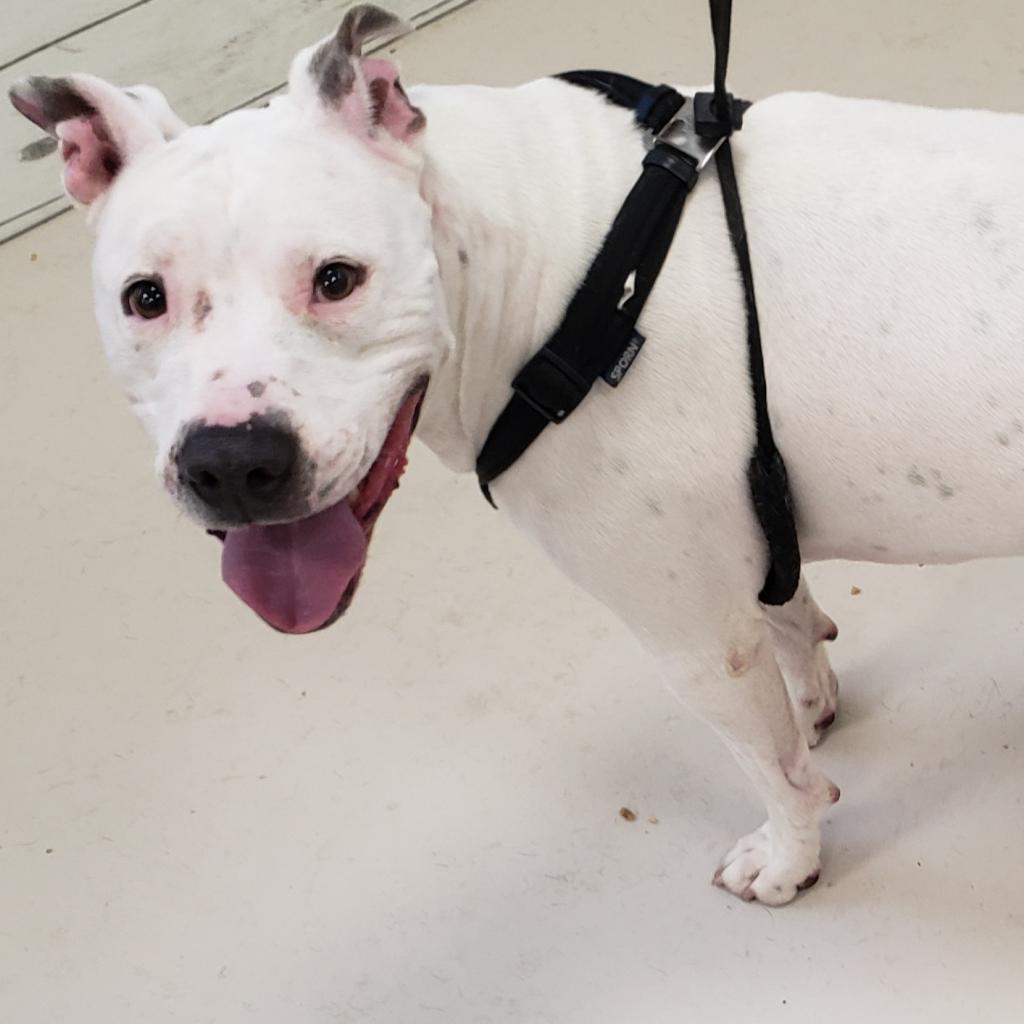 Enlarge Jackie, a Adoptable American Staffordshire Terrier in Lake Panasoffkee, FL image 2/6
