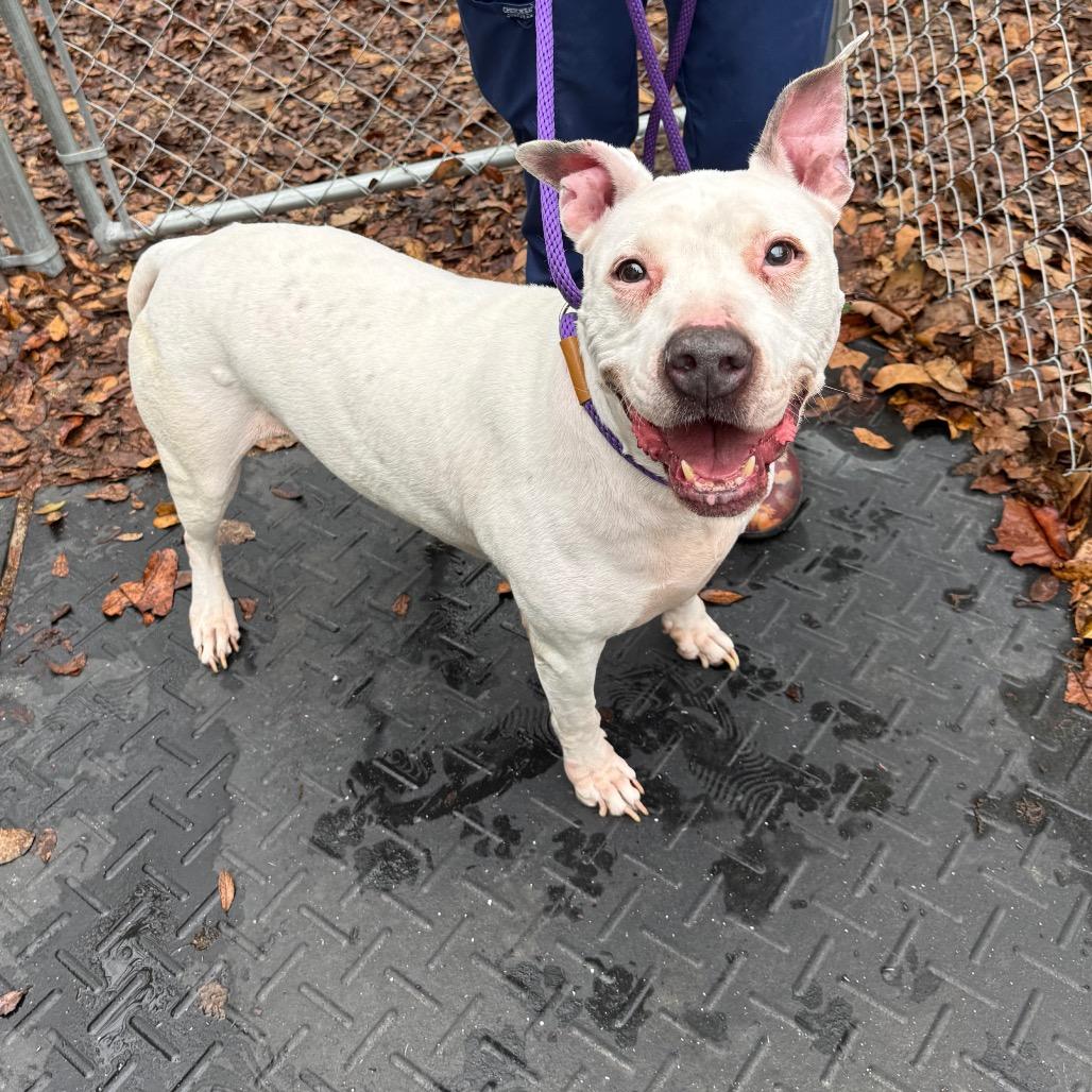 Enlarge Jackie, a Adoptable American Staffordshire Terrier in Lake Panasoffkee, FL image 3/6