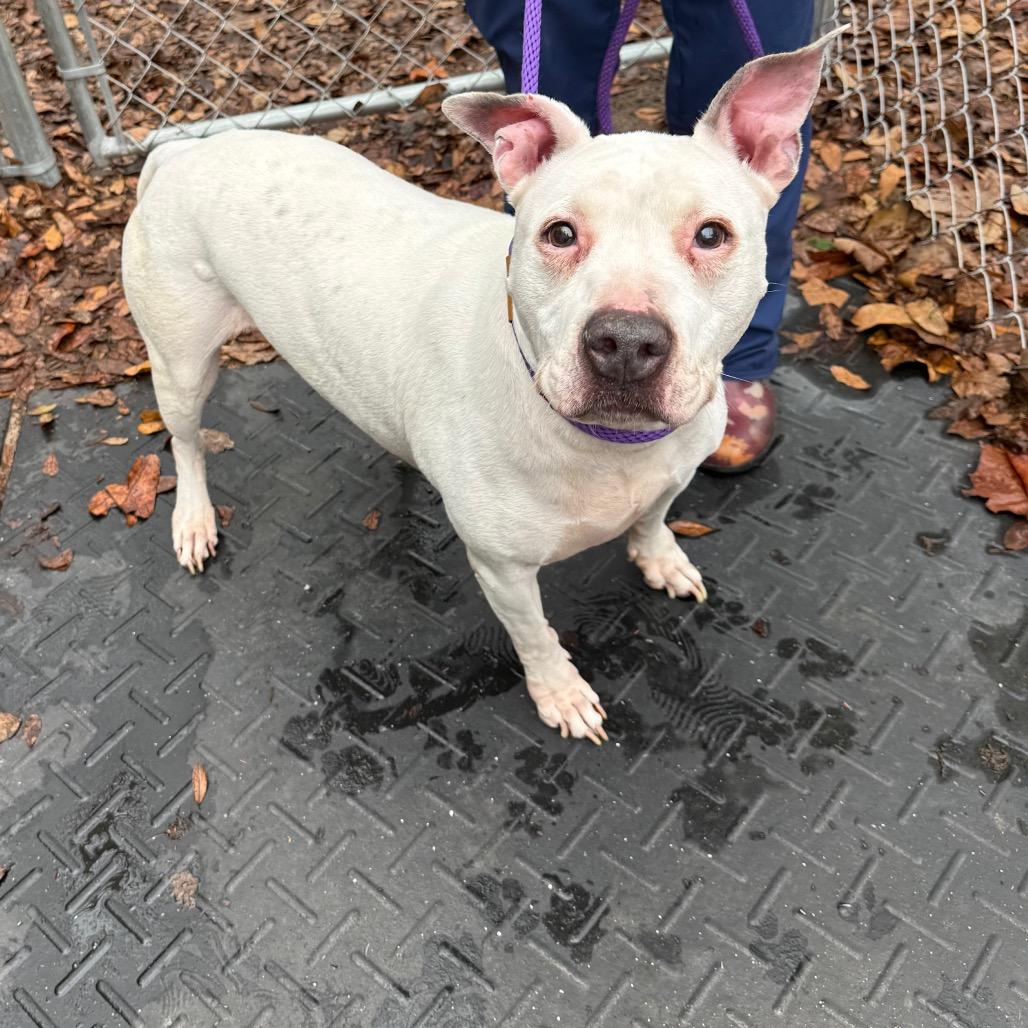 Enlarge Jackie, a Adoptable American Staffordshire Terrier in Lake Panasoffkee, FL image 4/6