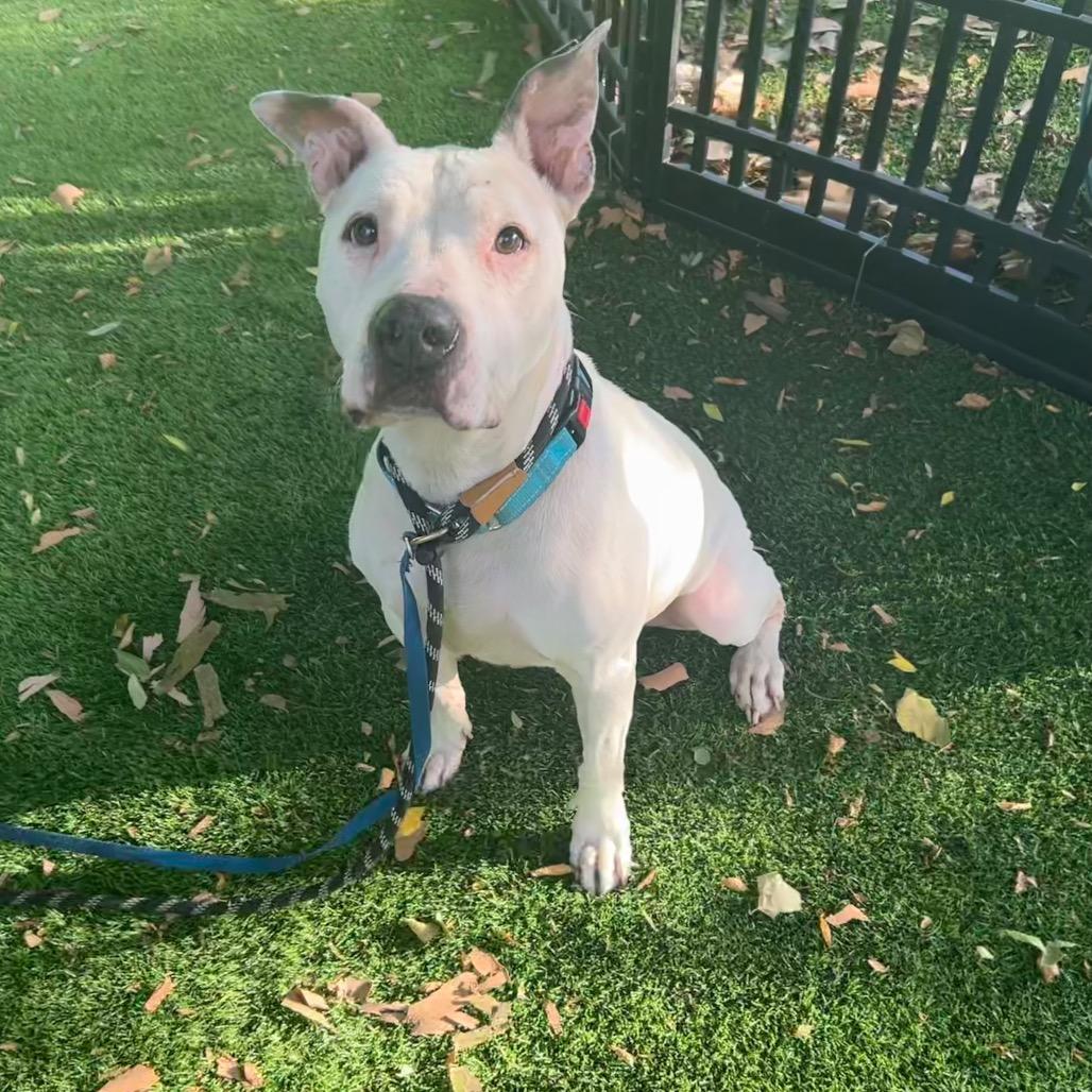 Jackie, a Adoptable American Staffordshire Terrier in Lake Panasoffkee, FL image 5/6