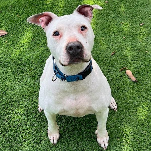 Enlarge Jackie, a Adoptable American Staffordshire Terrier in Lake Panasoffkee, FL image 5/6