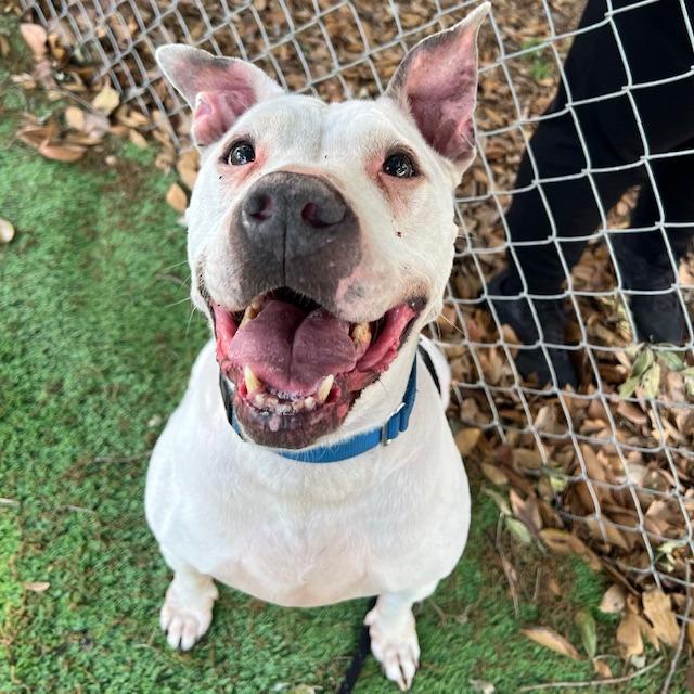 Enlarge Jackie, a Adoptable American Staffordshire Terrier in Lake Panasoffkee, FL image 6/6