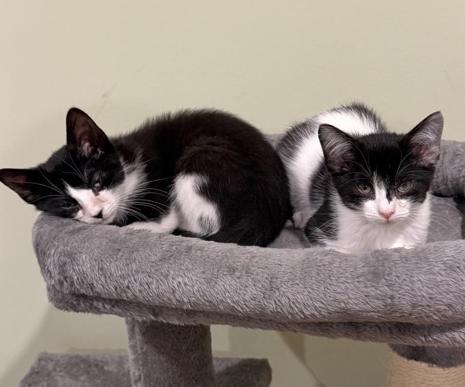 Silk & Molly Perfect family pets!