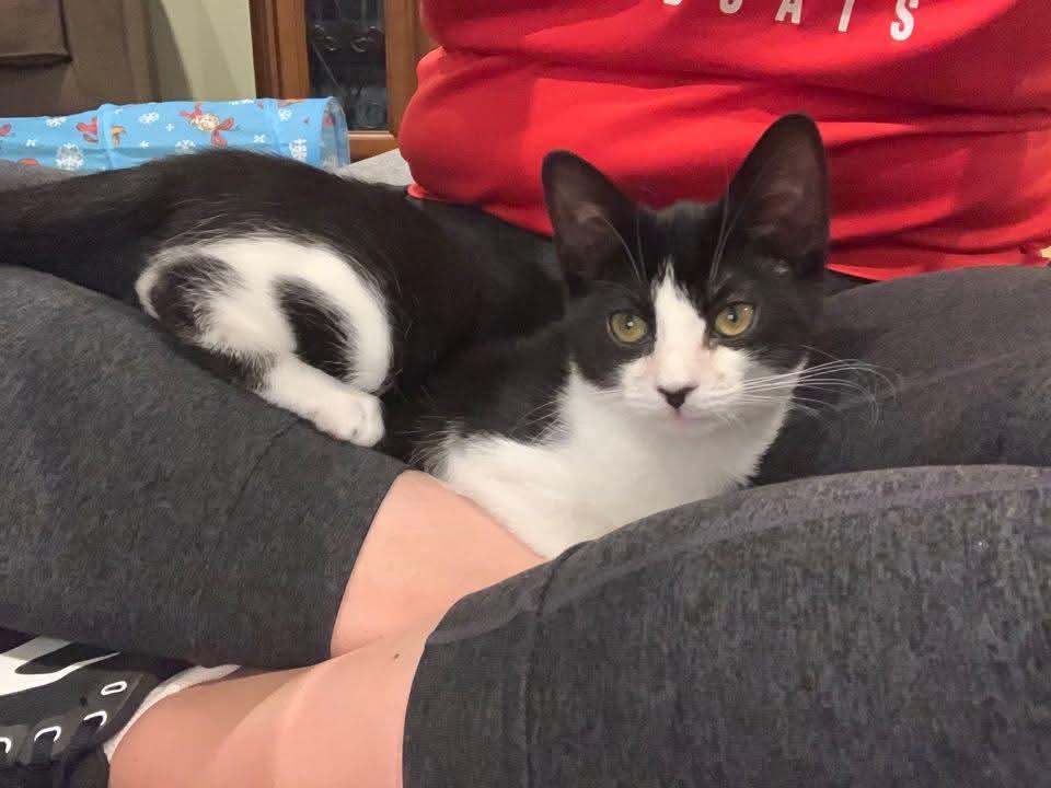 Silk & Molly Perfect family pets!