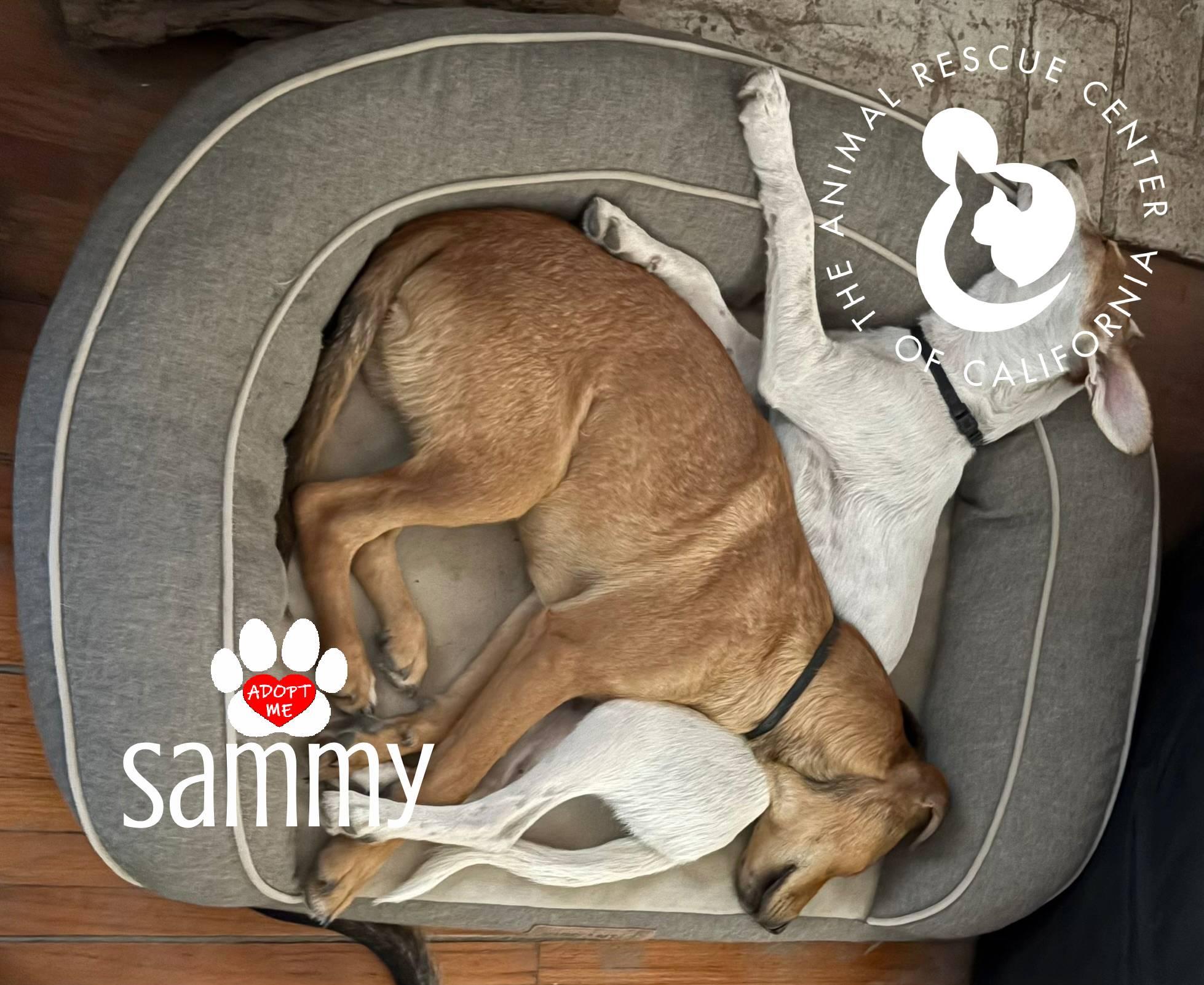 Enlarge Sammy, a ADOPTABLE mixed breed in Coachella, CA image 2/4