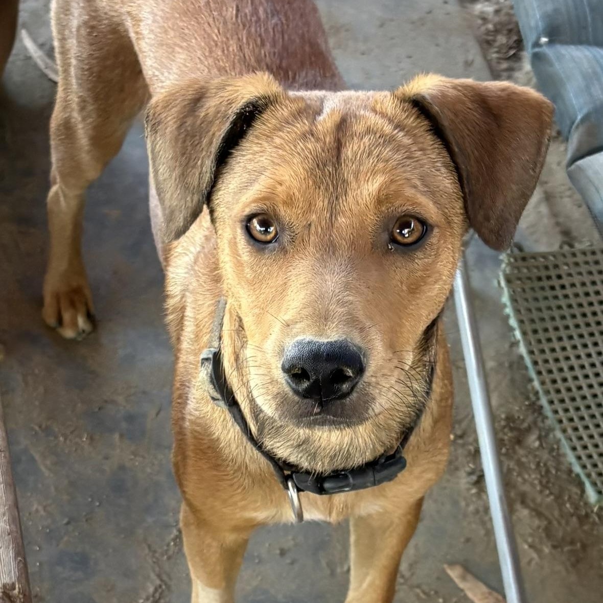 Sammy, ADOPTABLE, Young Male Terrier & Chihuahua.