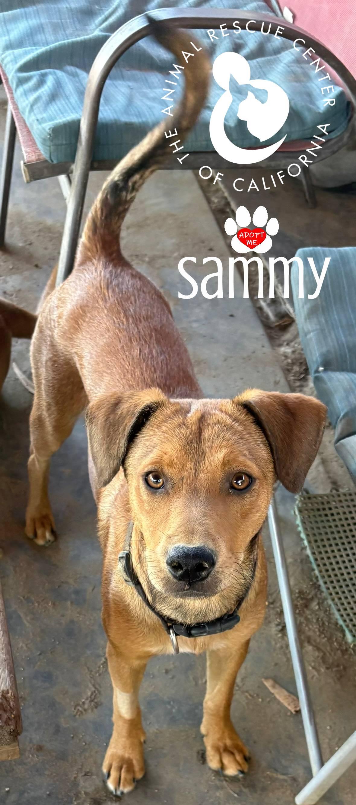 Enlarge Sammy, a ADOPTABLE mixed breed in Coachella, CA image 3/4